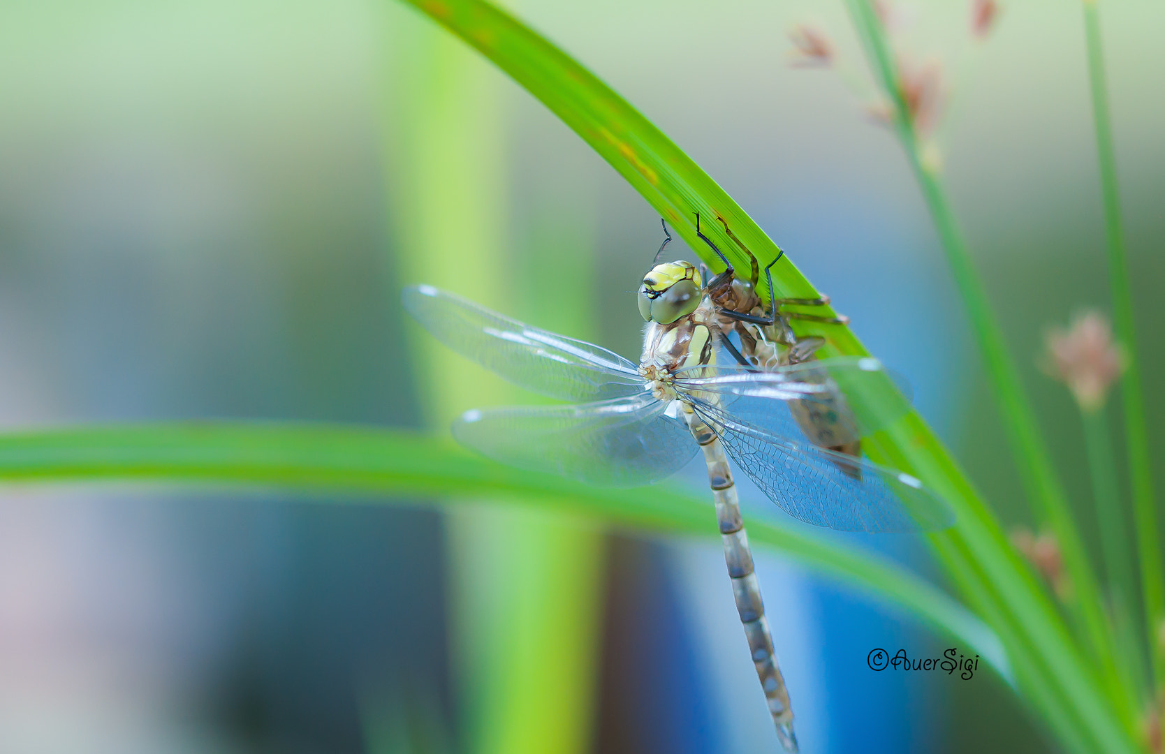 Sigma 105mm F2.8 EX DG OS HSM sample photo. Dragonfly photography