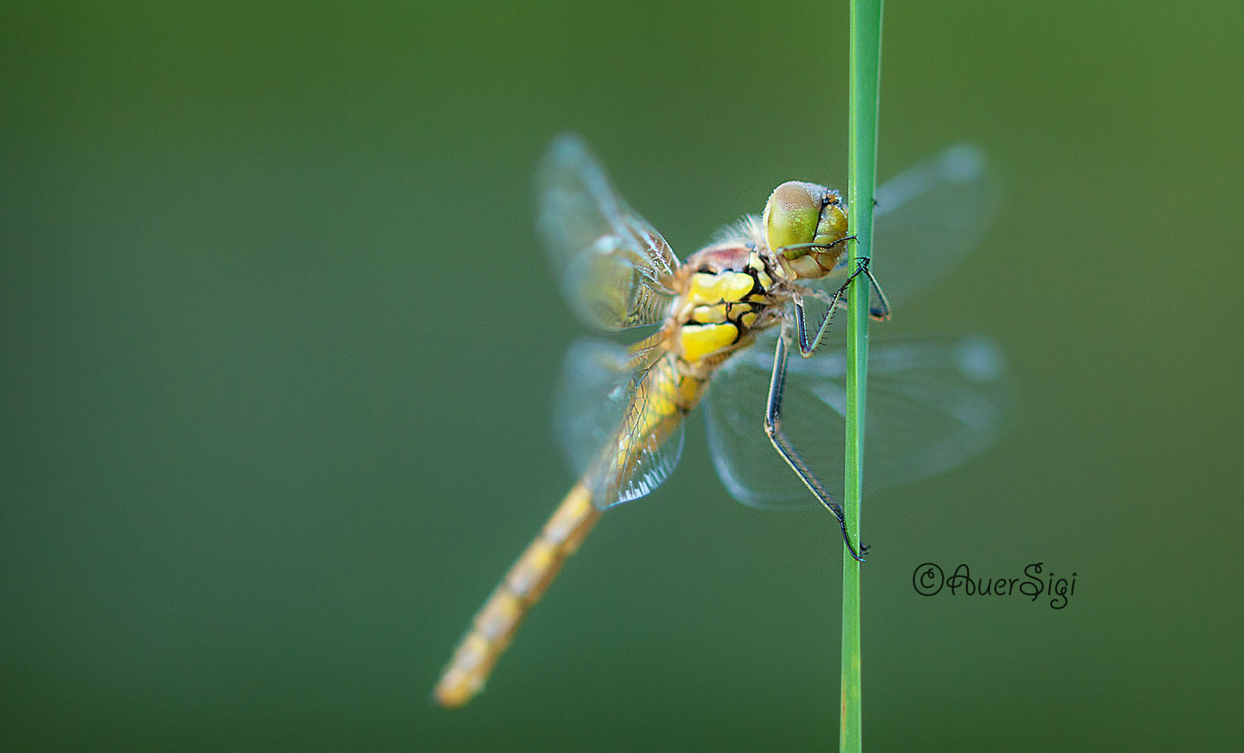 Sigma 105mm F2.8 EX DG OS HSM sample photo. Dragonfly photography