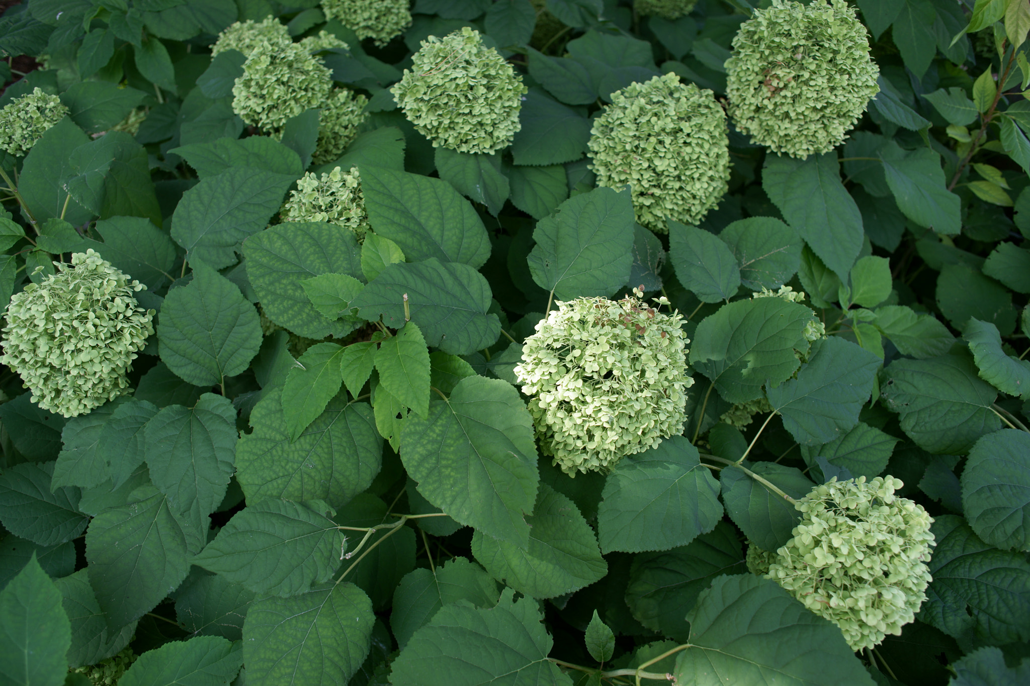 Sony Alpha DSLR-A850 sample photo. Green leaves photography