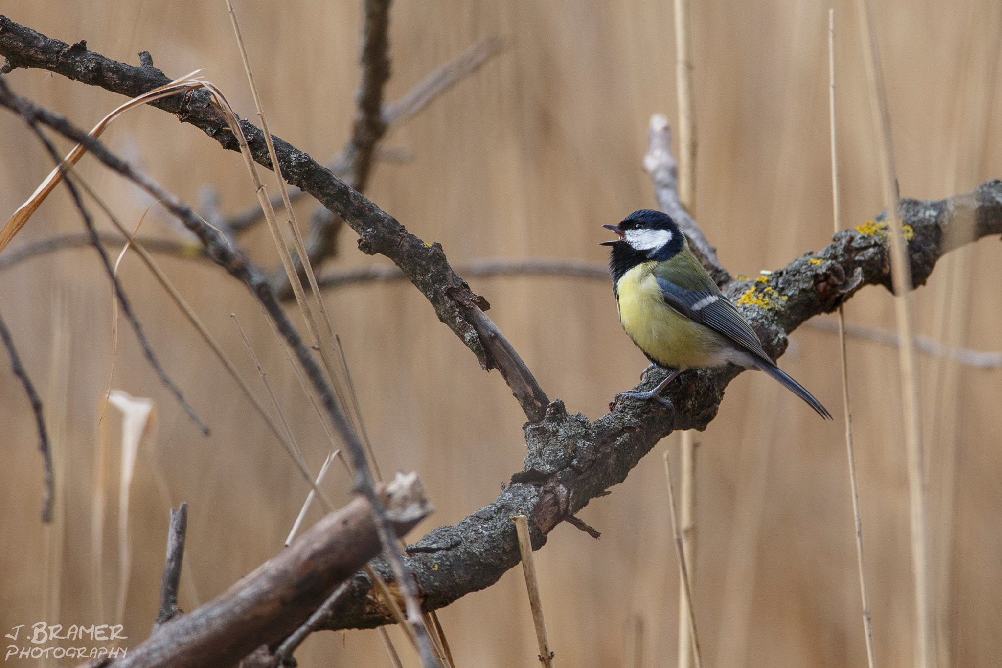 Canon EOS 6D + Canon EF 600mm f/4L IS sample photo. Kohlmeise photography