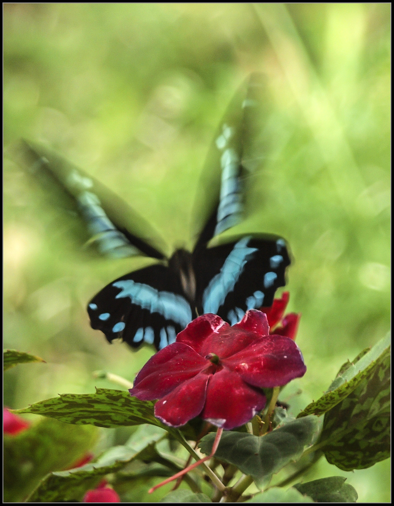 Olympus Zuiko Digital ED 40-150mm F4.0-5.6 sample photo. If i could fly away photography