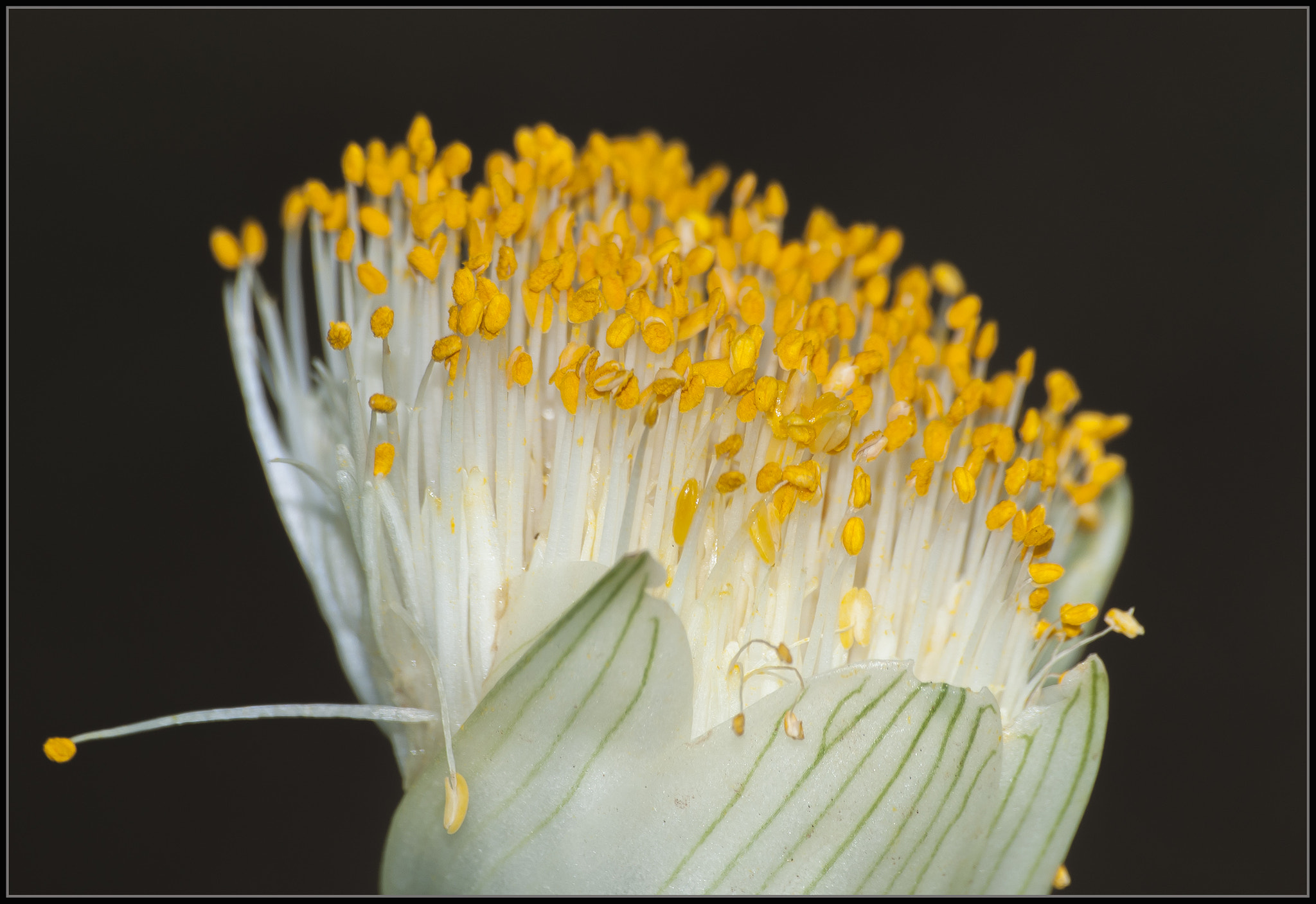 Nikon D300 sample photo. Yellow photography