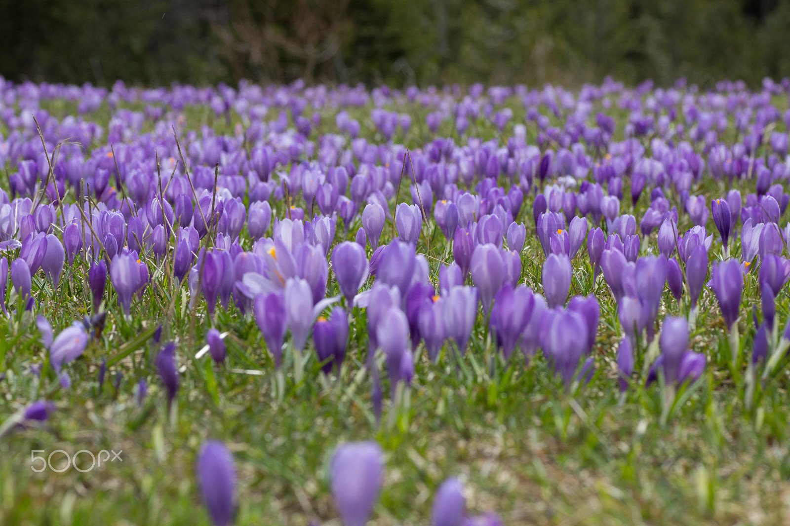 Canon EOS 600D (Rebel EOS T3i / EOS Kiss X5) + Tamron SP AF 90mm F2.8 Di Macro sample photo. Crocus field photography