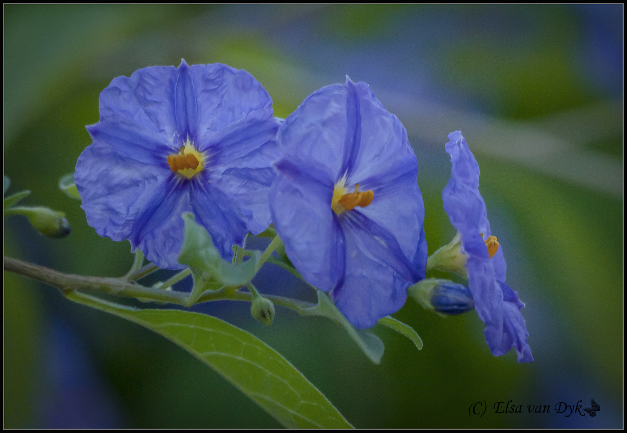 Nikon D300 sample photo. Solanum photography