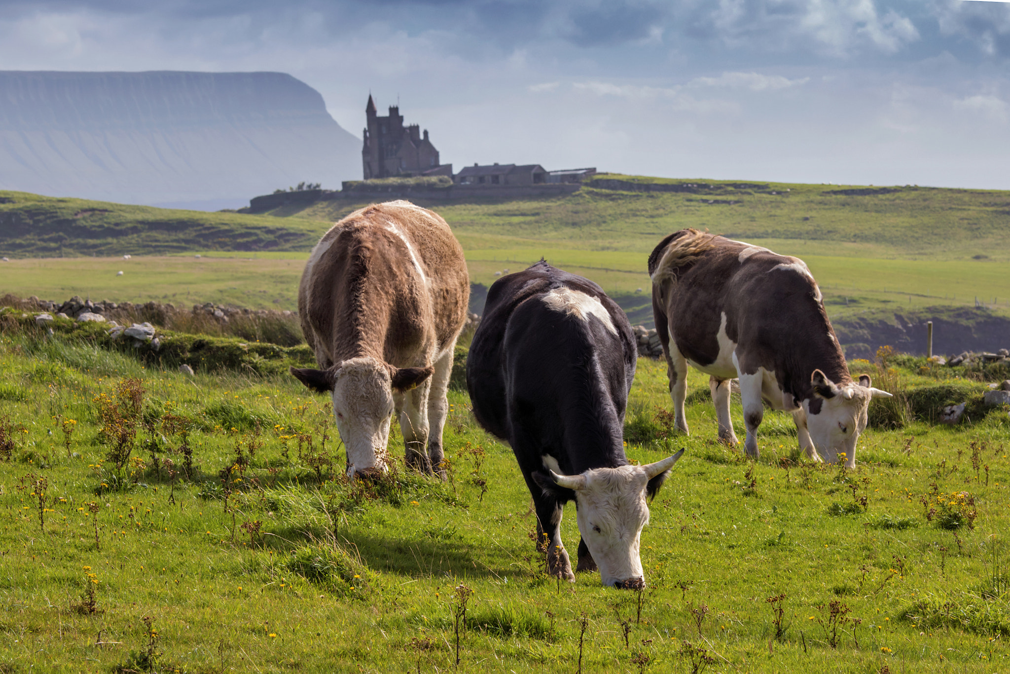 Canon EOS 80D + Canon EF 70-200mm F4L IS USM sample photo. 3 cattle at mullaghmore head photography