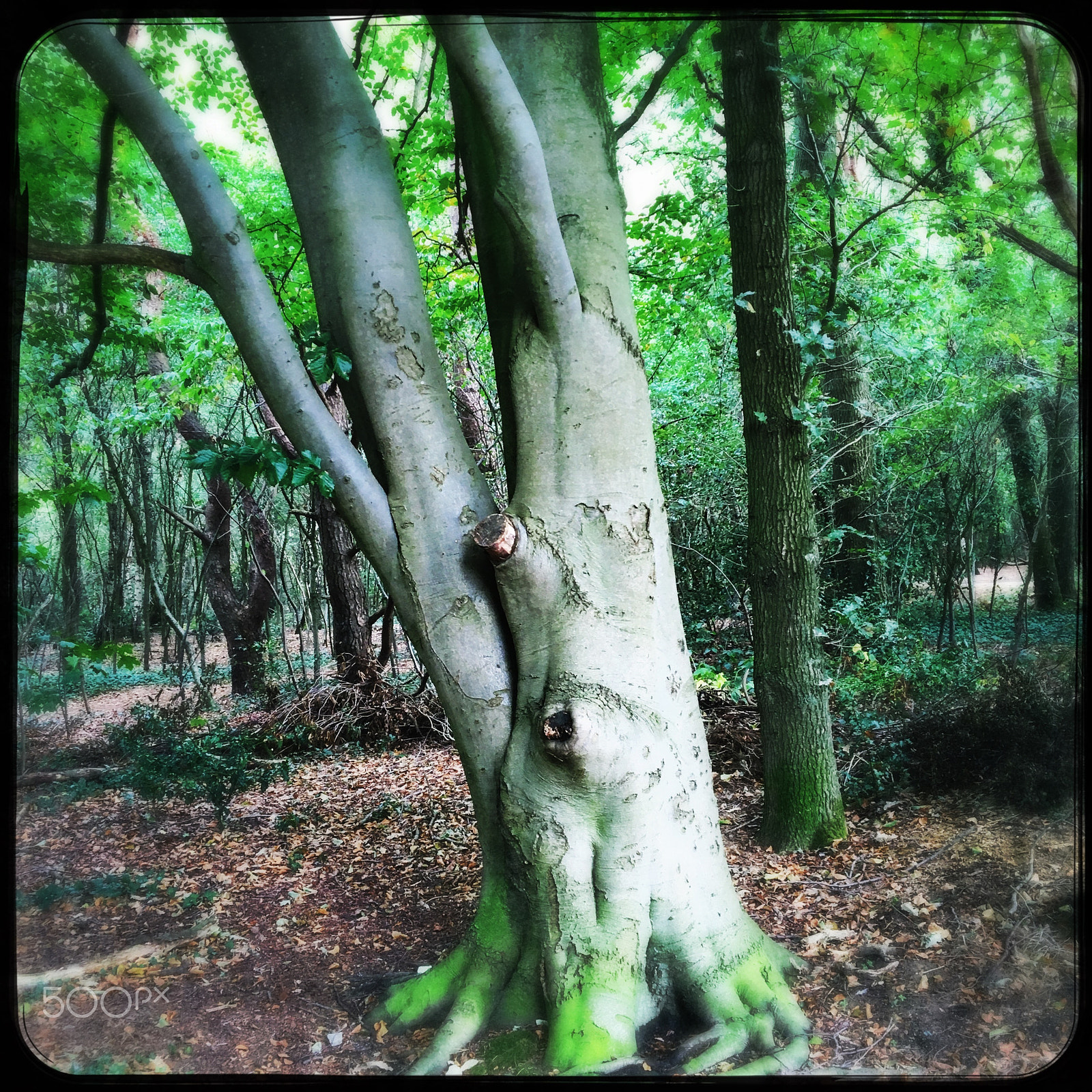 Hipstamatic 321 sample photo. Storyteller photography