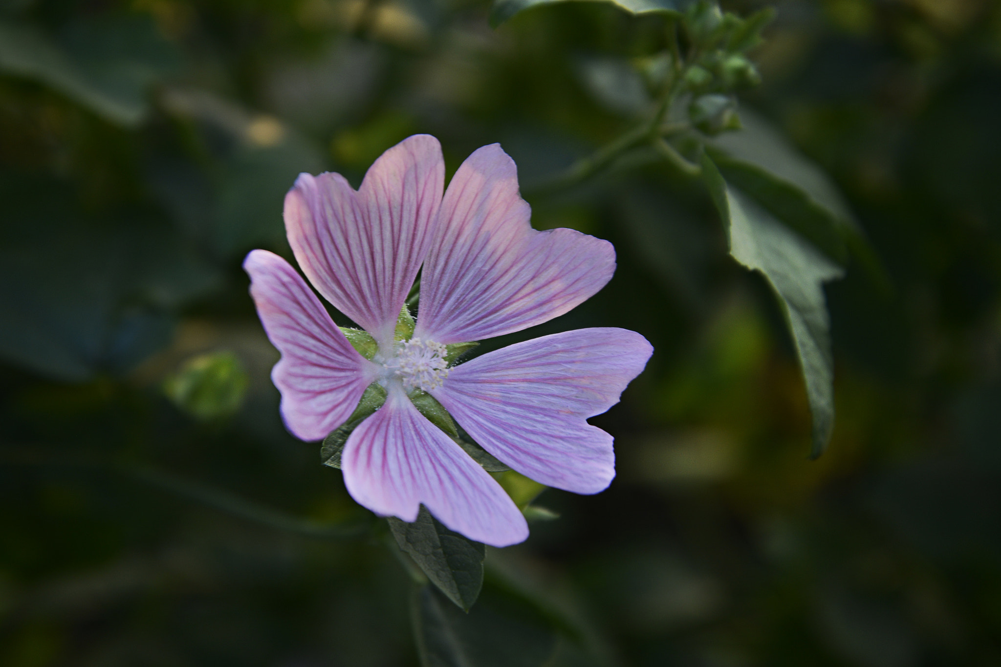 Nikon D600 + Sigma 50mm F1.4 DG HSM Art sample photo. Flower photography