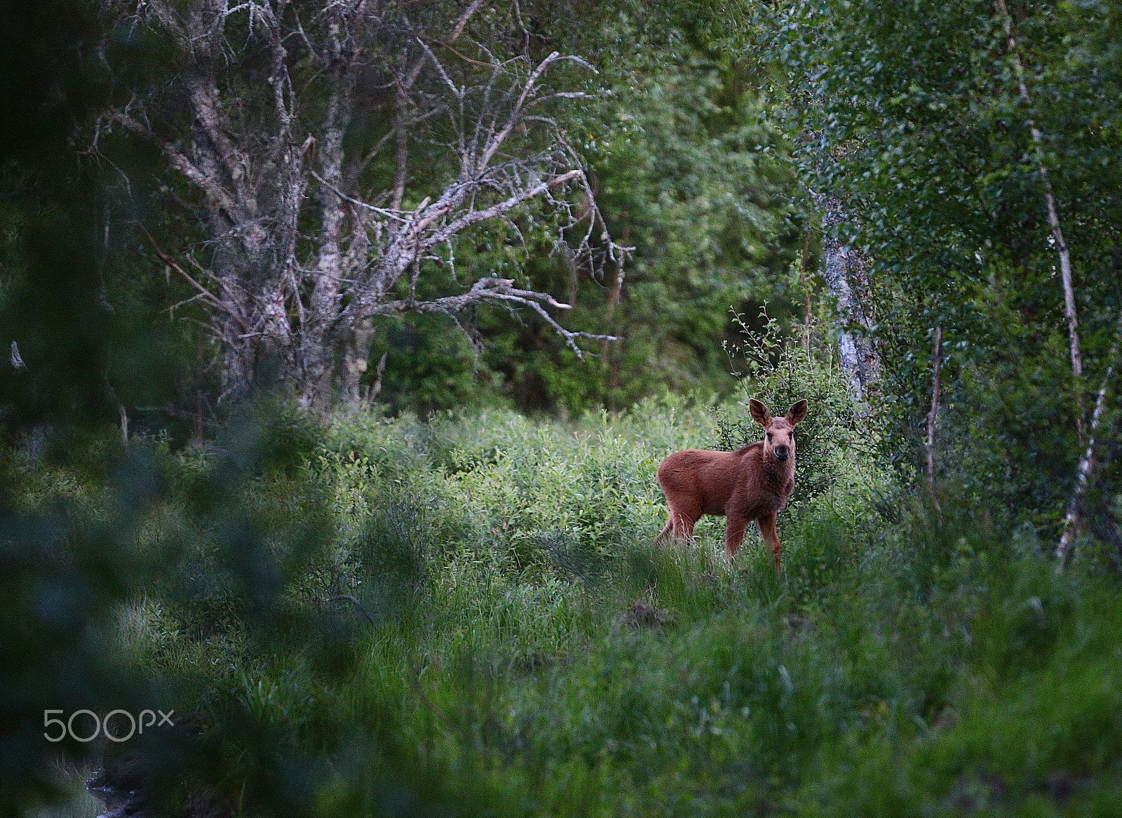 Canon EF 300mm F2.8L IS USM sample photo. Moosecalf in june photography