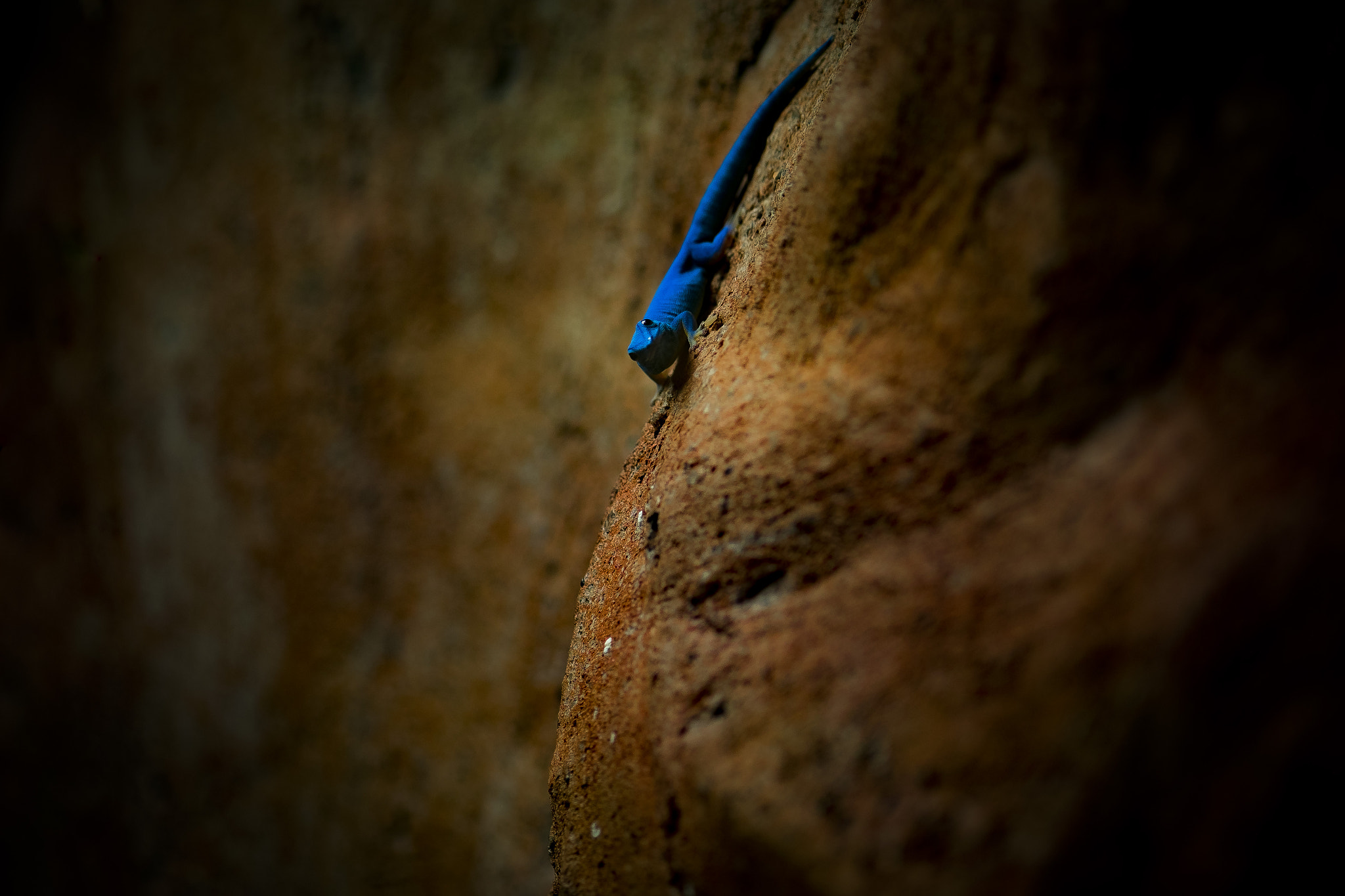 Fujifilm X-T10 + Fujifilm XF 60mm F2.4 R Macro sample photo. Its a smurf! with super powers photography