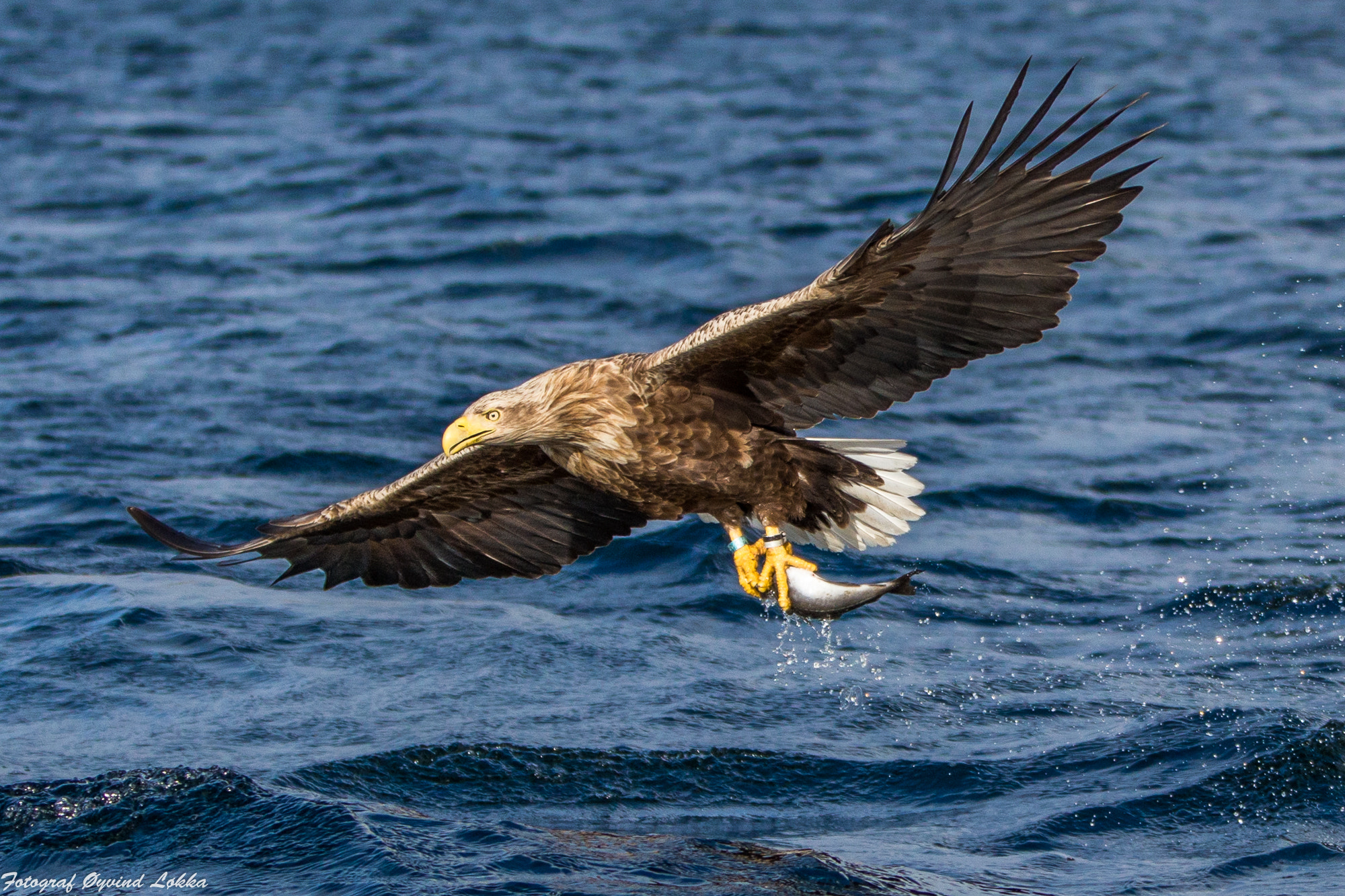 Canon EF 70-200mm F2.8L IS II USM sample photo. White tailed eagle ready for food photography