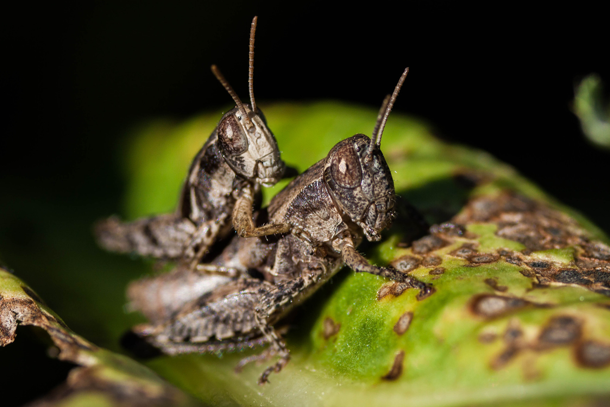 Canon EOS 50D + Sigma 70mm F2.8 EX DG Macro sample photo. Grasshoppers photography