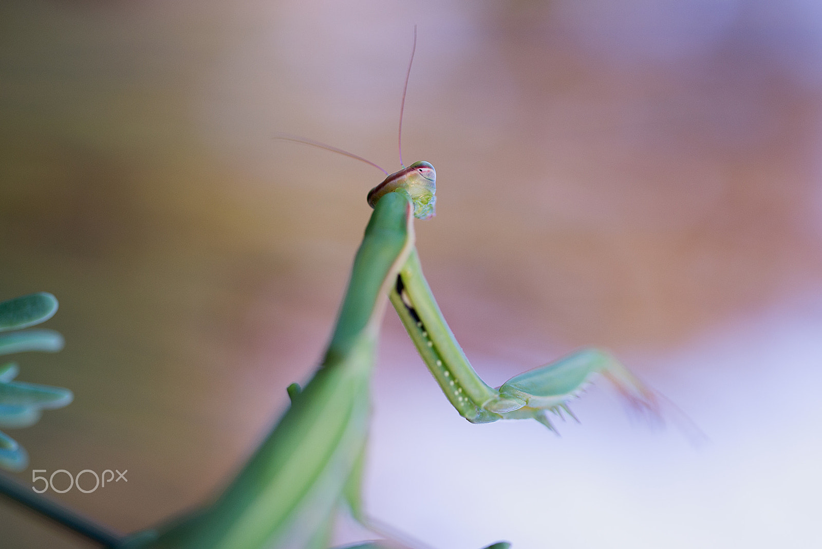Nikon D610 + Nikon AF Micro-Nikkor 60mm F2.8D sample photo. Mantis religiosa photography