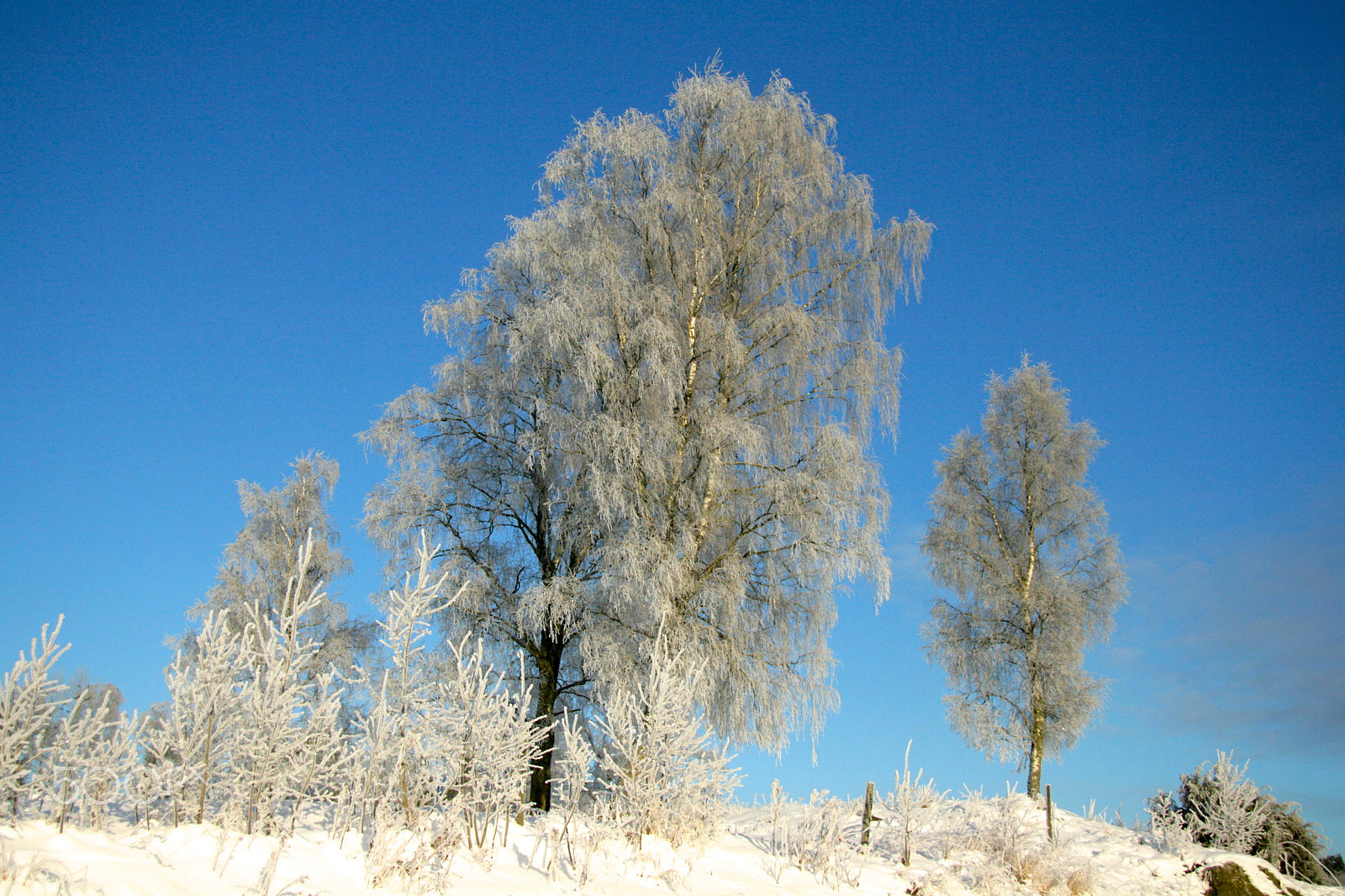Canon EF-S 17-85mm F4-5.6 IS USM sample photo. Frozen birch photography