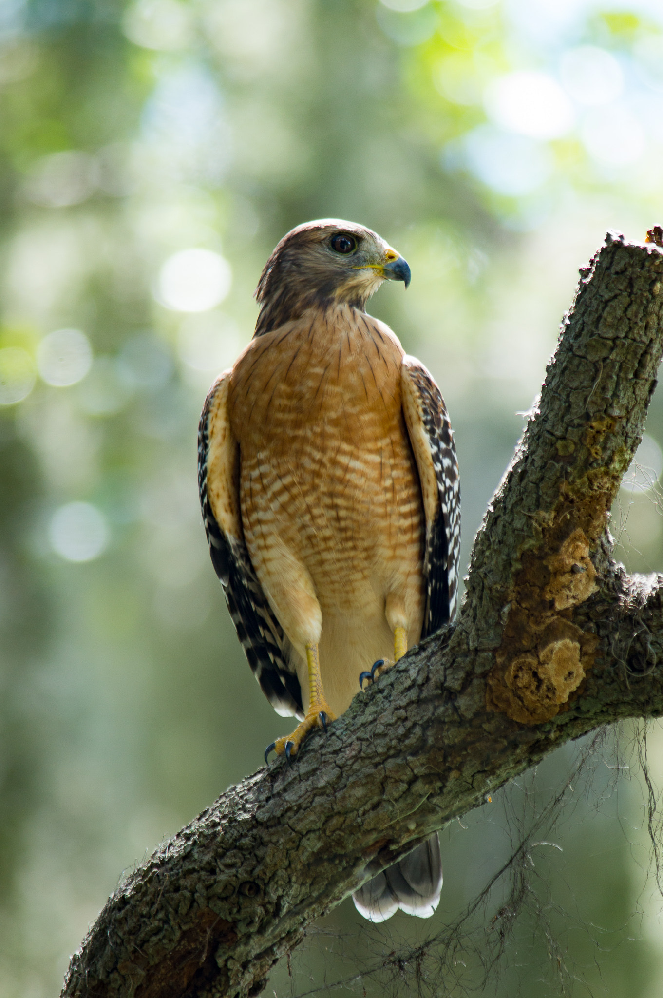 Sony SLT-A57 sample photo. Red-shouldered hawk photography
