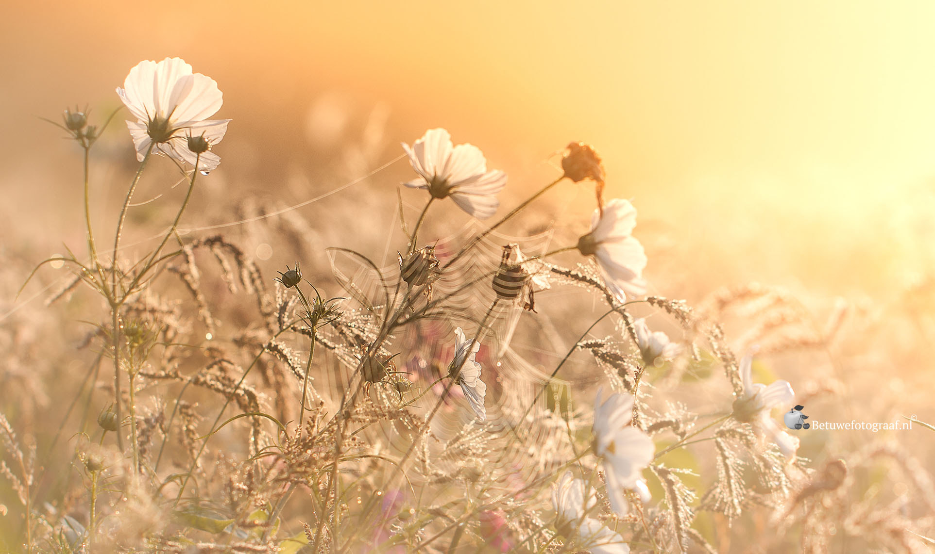 Canon EOS 40D + Canon EF 100mm F2.8L Macro IS USM sample photo. Wild white flowers in the misty sunrise.... photography