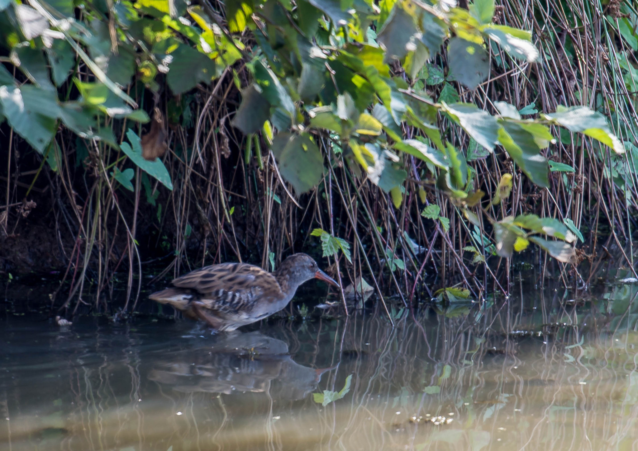 Nikon AF-S Nikkor 200-500mm F5.6E ED VR sample photo. Rale d'eau photography