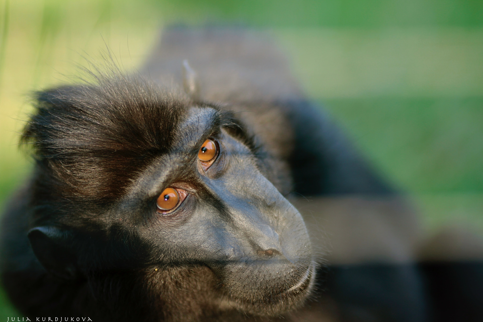 Canon EOS 7D + Canon EF 135mm F2L USM sample photo. Artis, amsterdam photography