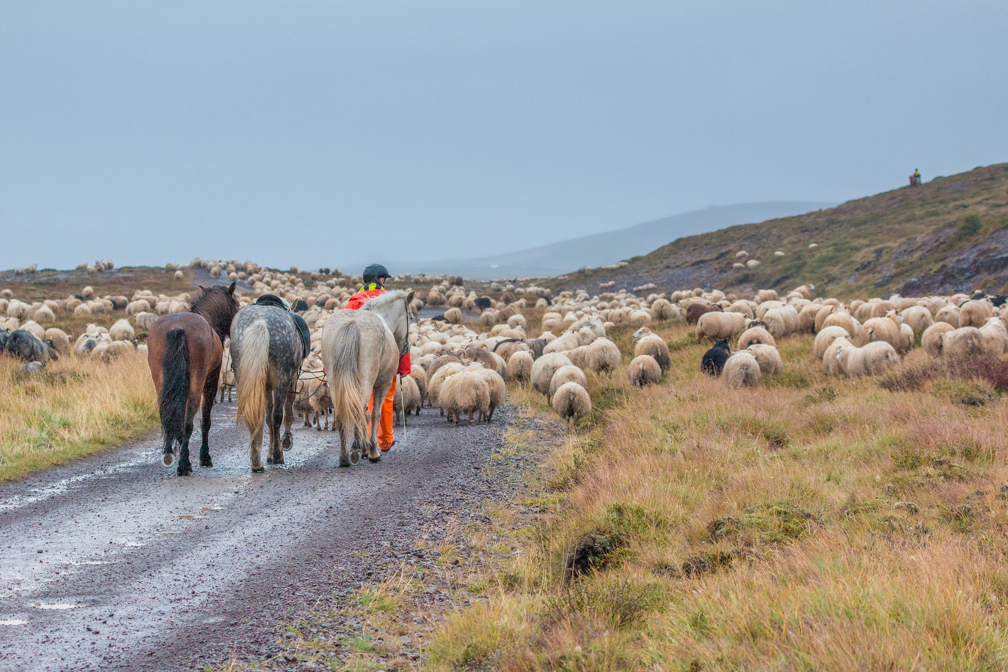 ICELAND-Kalmanstunga-Sheep roundup