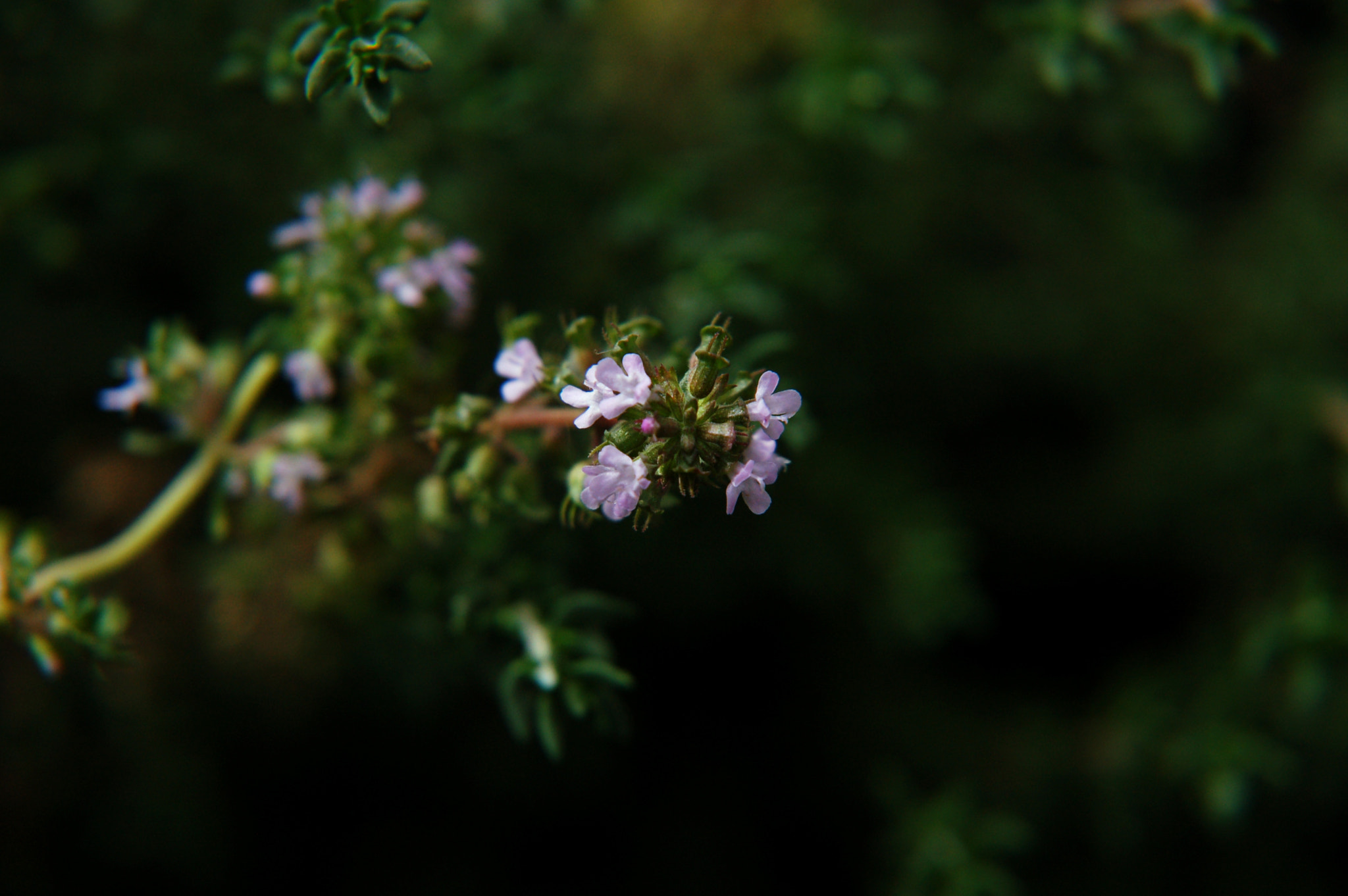 Nikon D50 sample photo. C photography