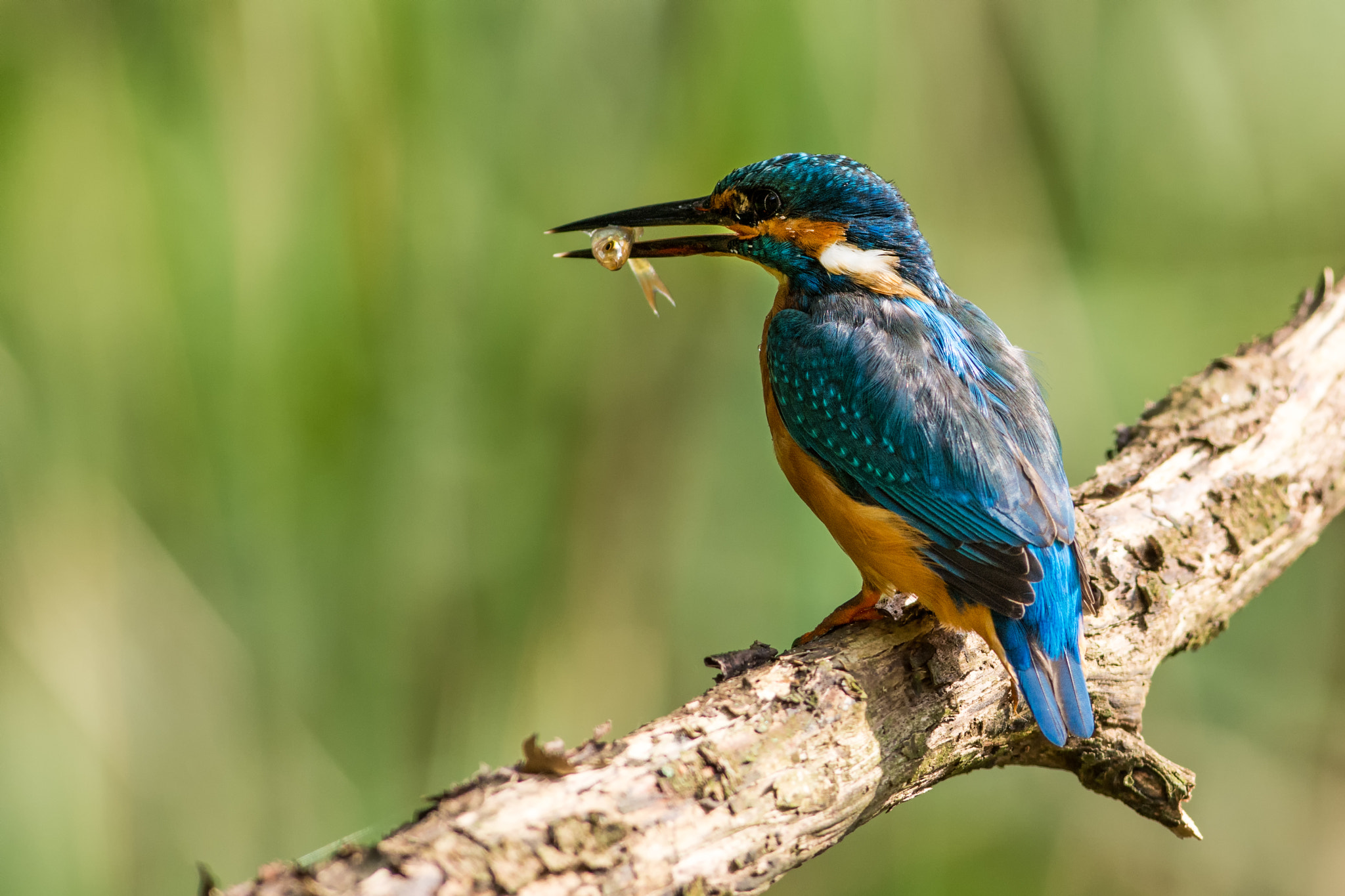 Nikon AF-S Nikkor 300mm F2.8G ED VR II sample photo. Kingfisher photography