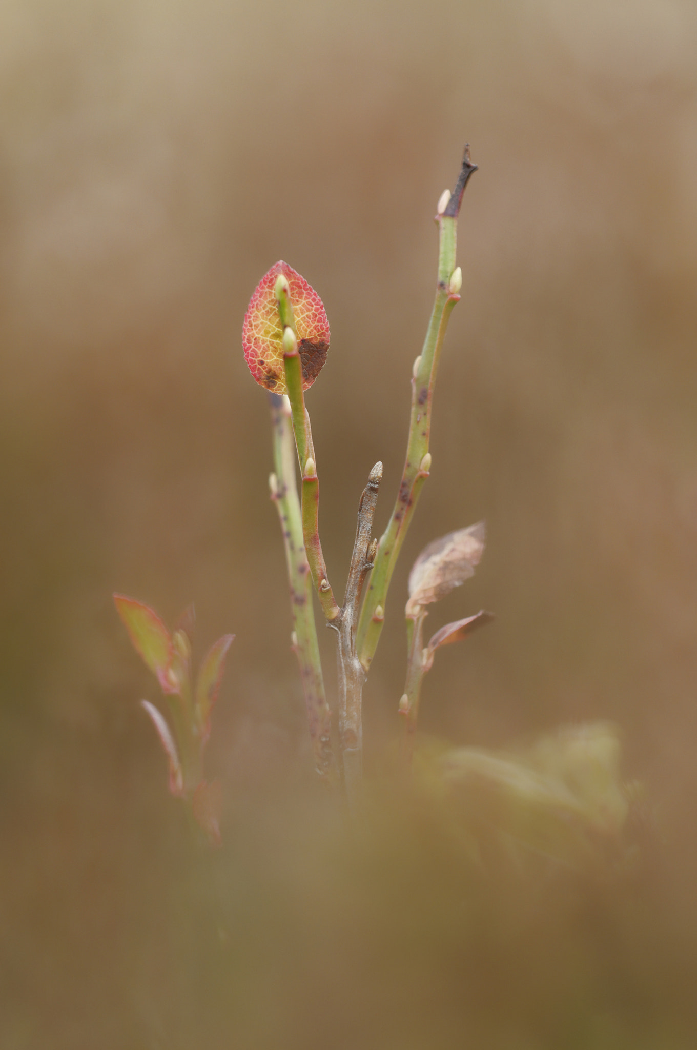 Sigma 150mm F2.8 EX DG Macro HSM sample photo. Just one more last ... photography