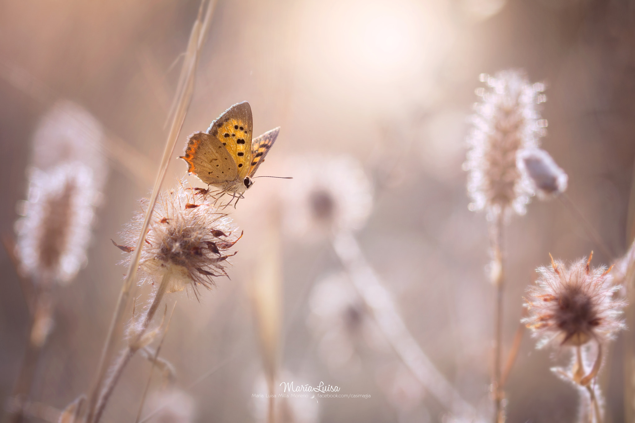 Canon EF 100mm F2.8 Macro USM sample photo. Freckles in the wind photography