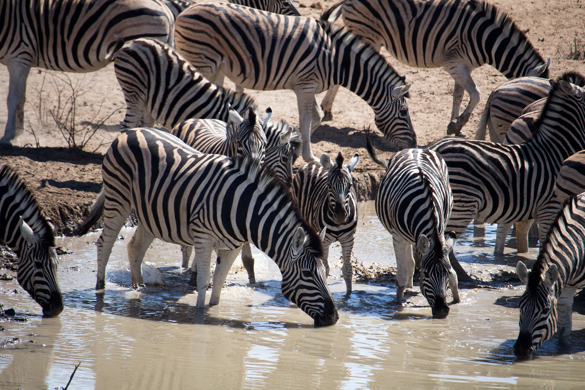 Canon EF-S 55-250mm F4-5.6 IS STM sample photo. Zebras photography