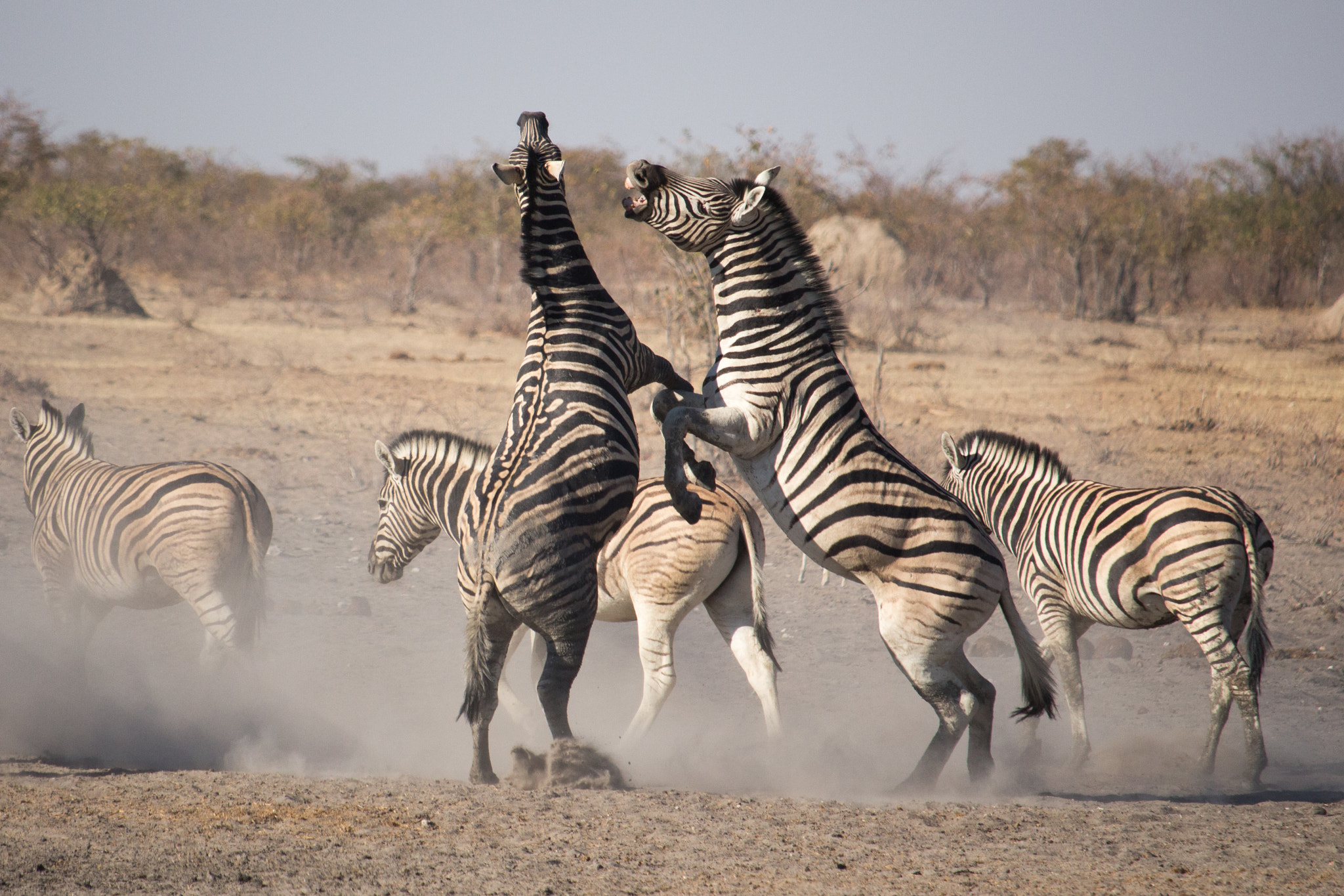 Canon EF-S 55-250mm F4-5.6 IS STM sample photo. Fighting zebras photography