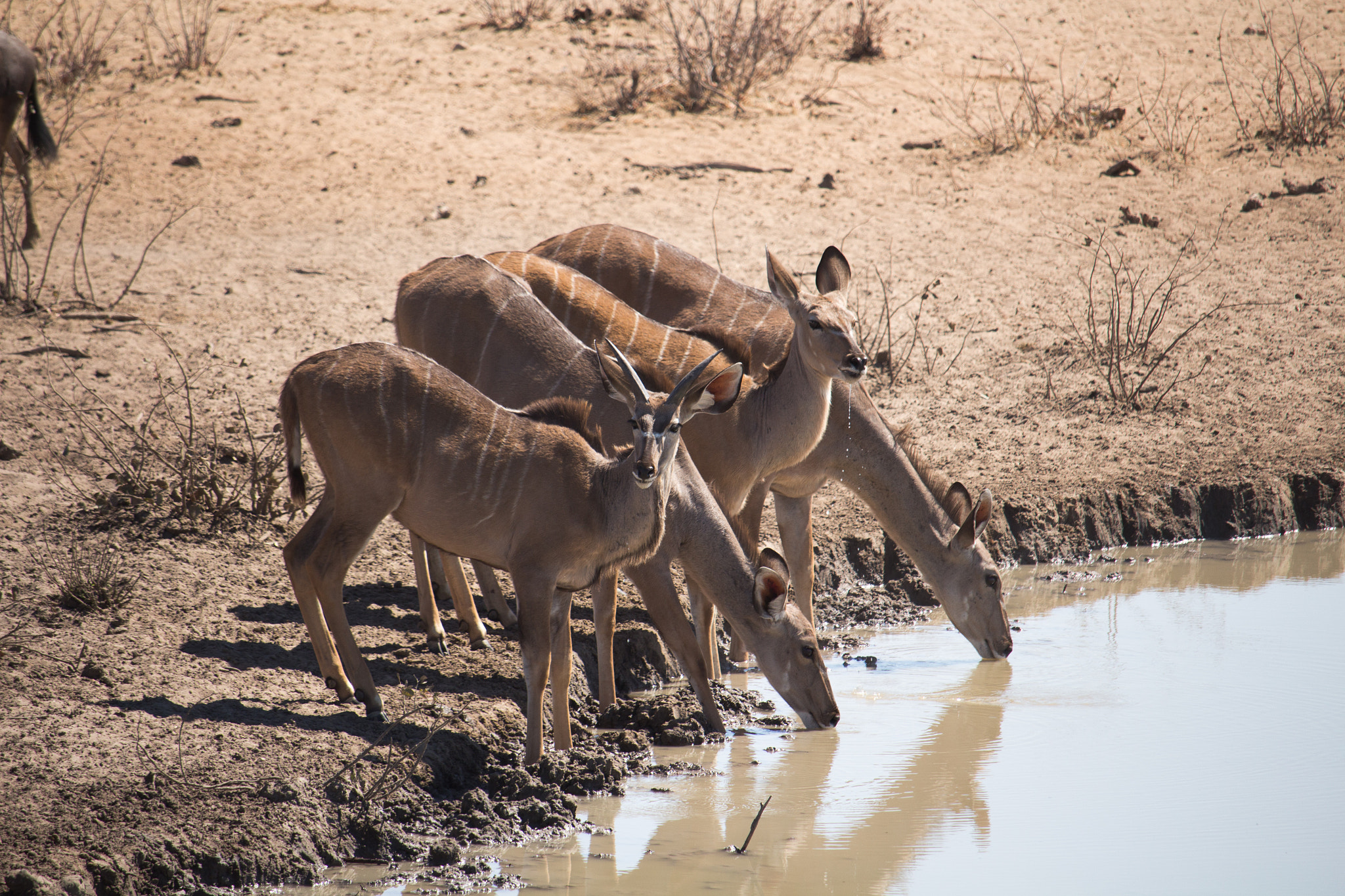 Canon EF-S 55-250mm F4-5.6 IS STM sample photo. Kudus photography