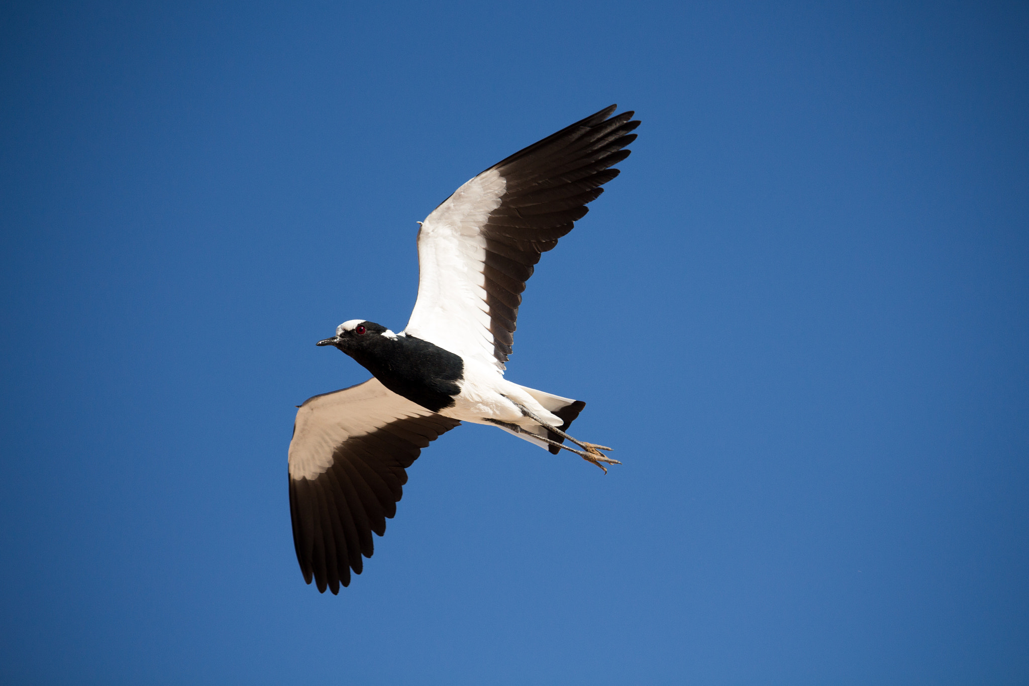 Canon EF-S 55-250mm F4-5.6 IS STM sample photo