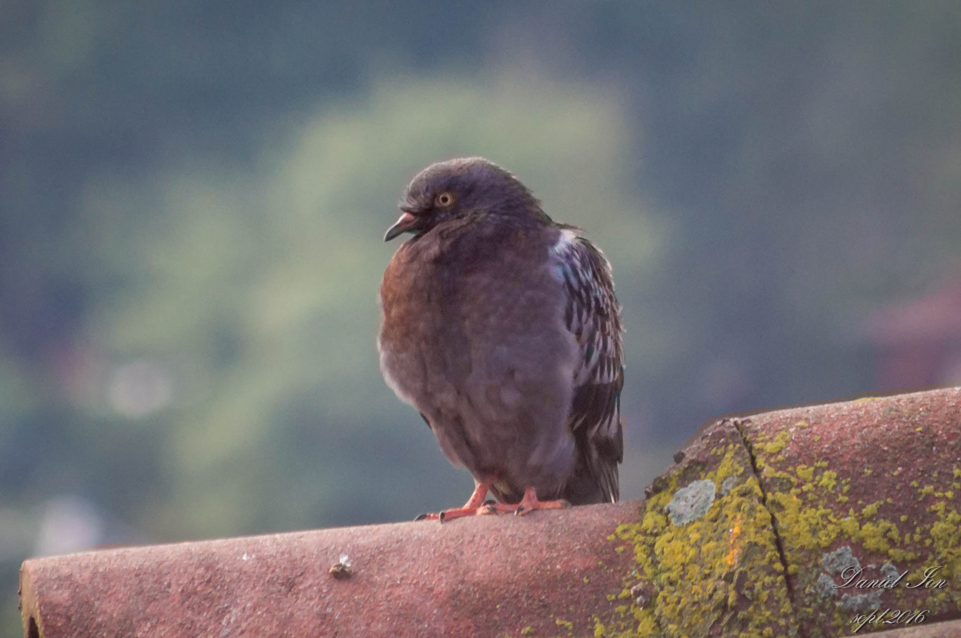 Pentax K-x sample photo. Bird photography