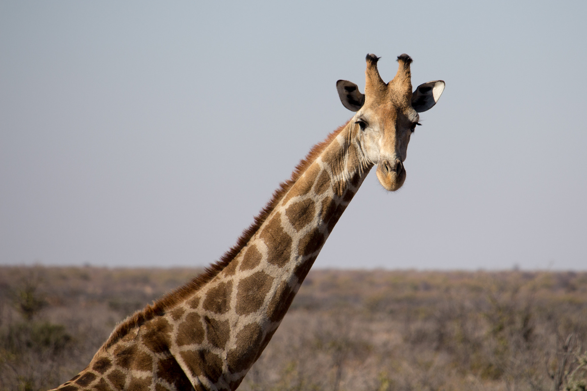 Canon EF-S 55-250mm F4-5.6 IS STM sample photo. Giraffe photography