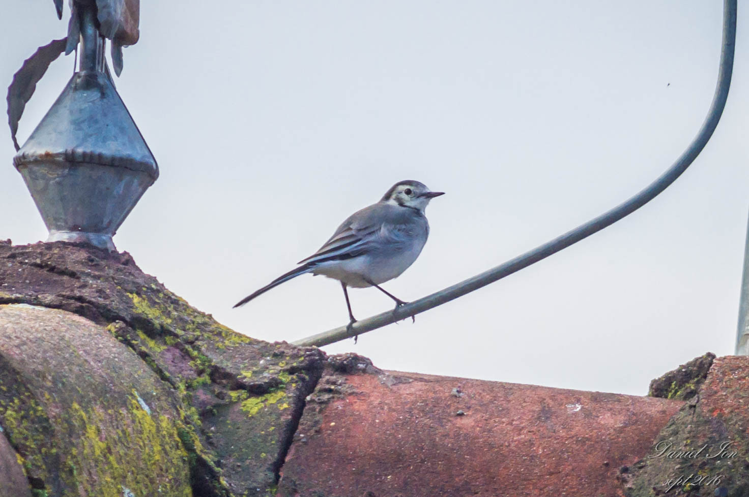 Pentax K-x + smc PENTAX-FA 70-200mm F4-5.6 sample photo. Motacilla alba photography