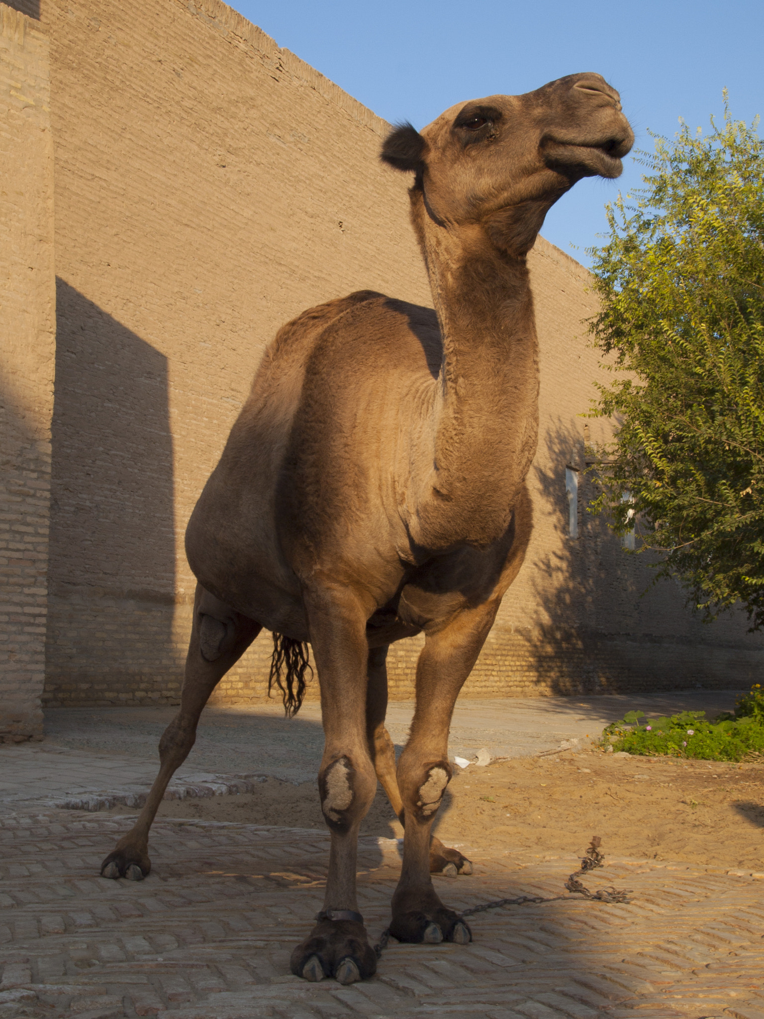 Olympus E-520 (EVOLT E-520) + SIGMA 18-50mm F2.8 DC sample photo. The uzbek camel photography