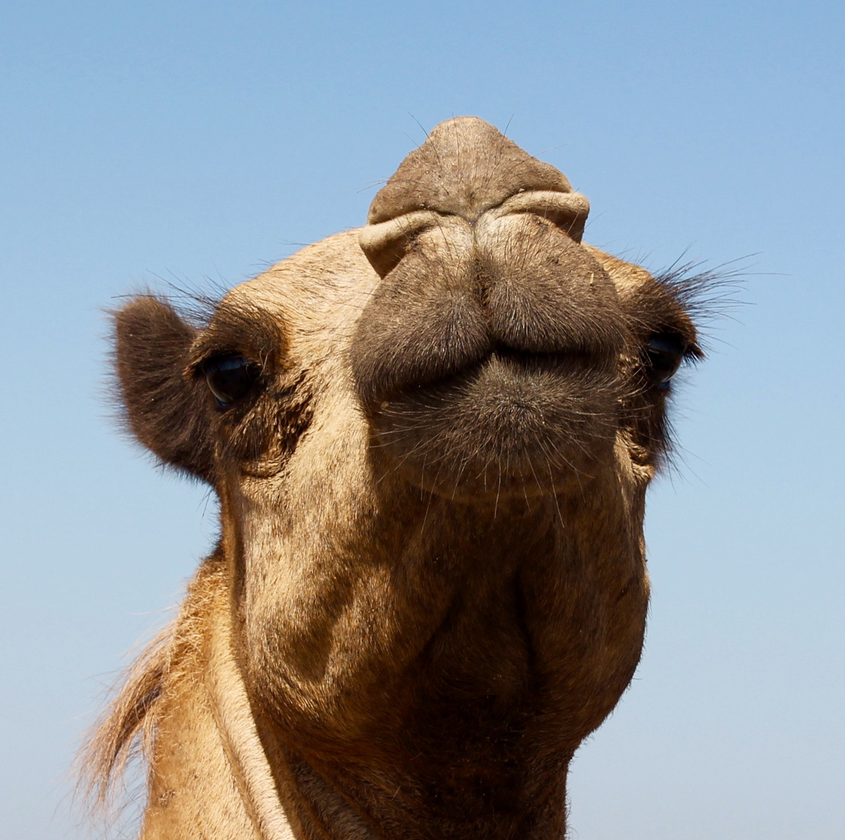 Canon EOS 1100D (EOS Rebel T3 / EOS Kiss X50) + Canon EF-S 18-55mm F3.5-5.6 III sample photo. Beautiful friendly arabian camel with the kind of eyelashes women would kill for!!! photography