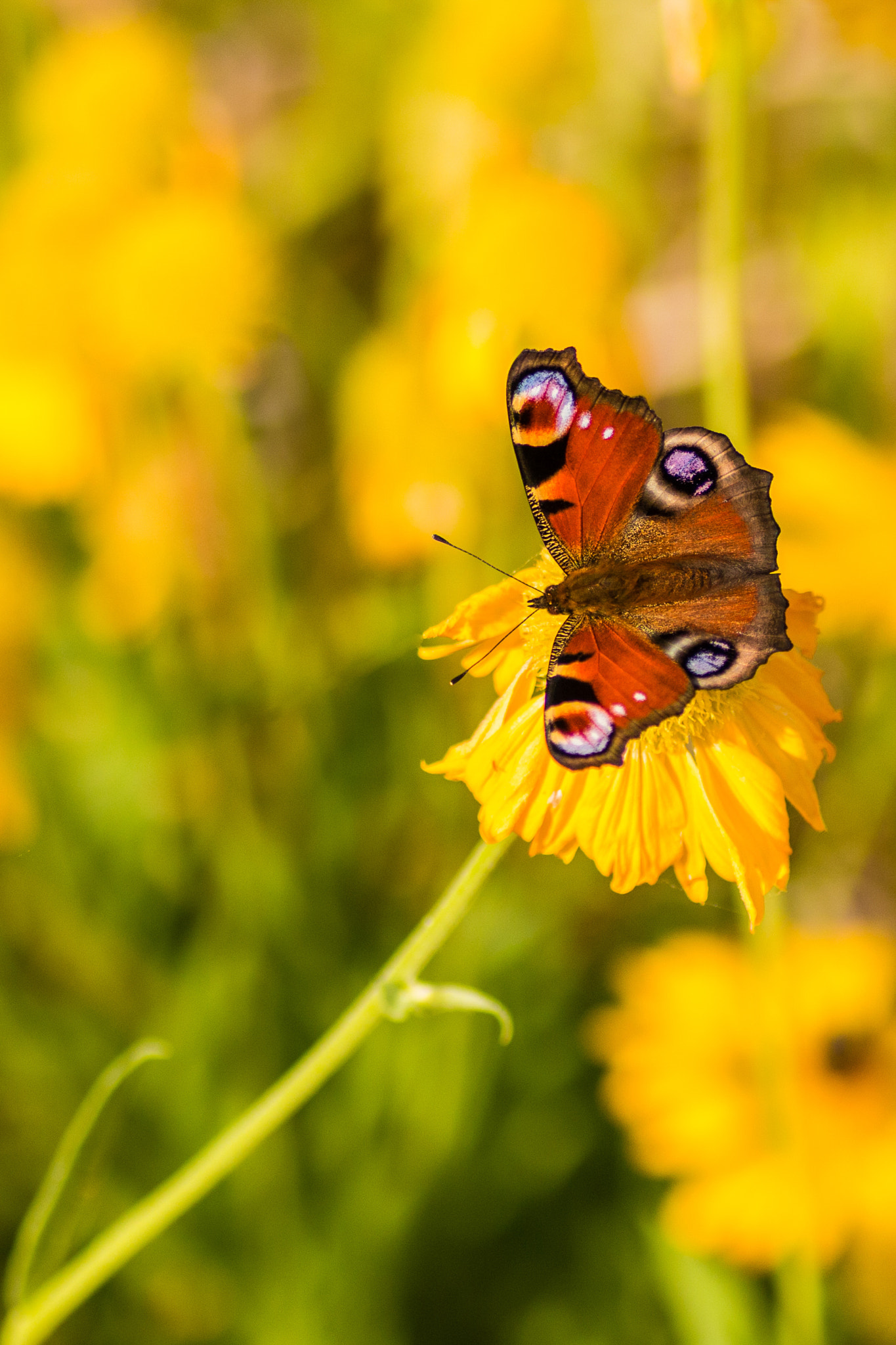 Canon EOS 70D + Tamron SP AF 90mm F2.8 Di Macro sample photo. Butterfly photography