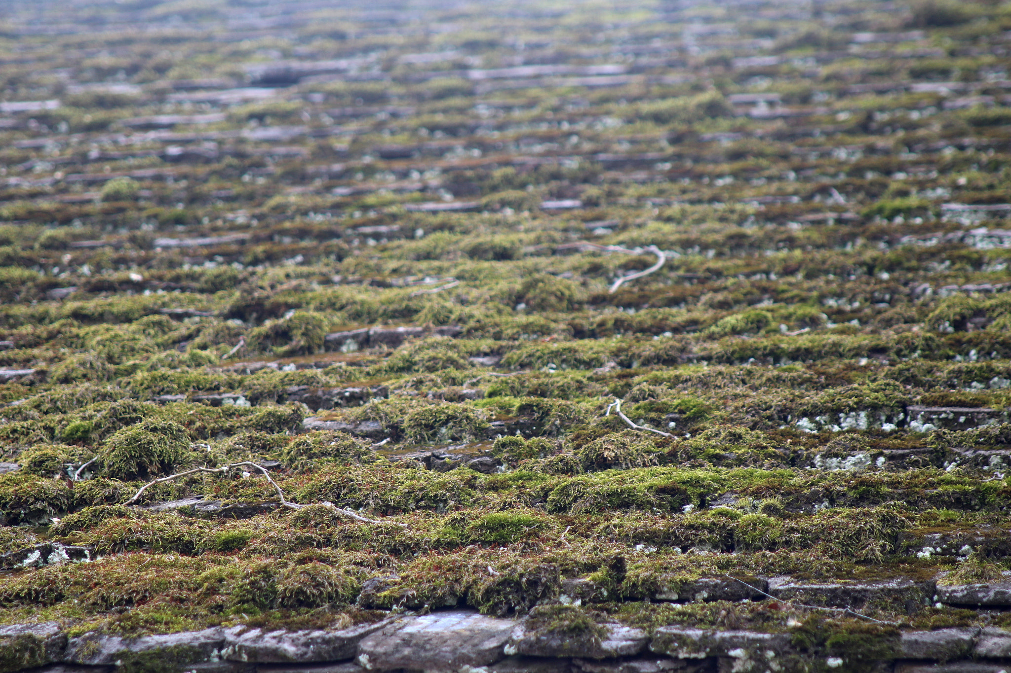 Canon EOS 760D (EOS Rebel T6s / EOS 8000D) sample photo. Mossy roof photography