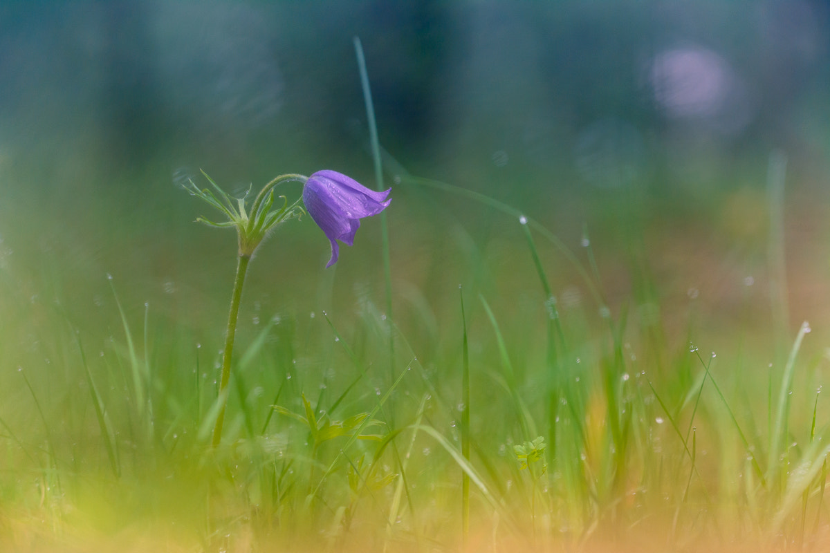 Sigma 150mm F2.8 EX DG Macro HSM sample photo. Dream herb photography