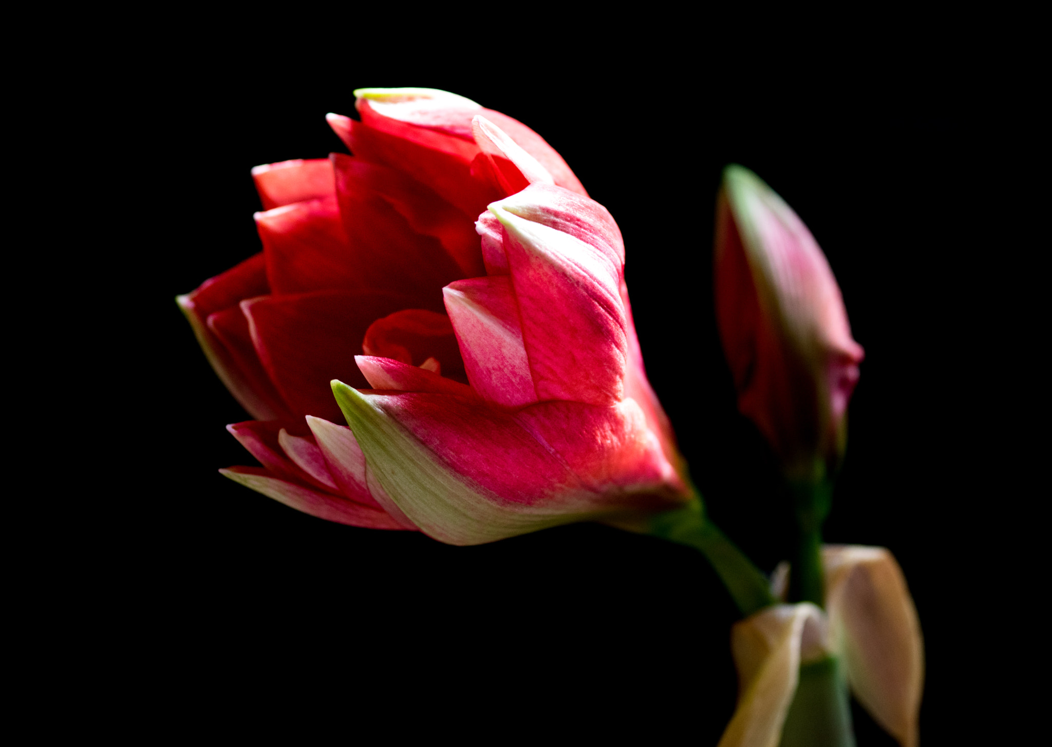 Pentax K-3 sample photo. Amaryllis cherry nymph photography