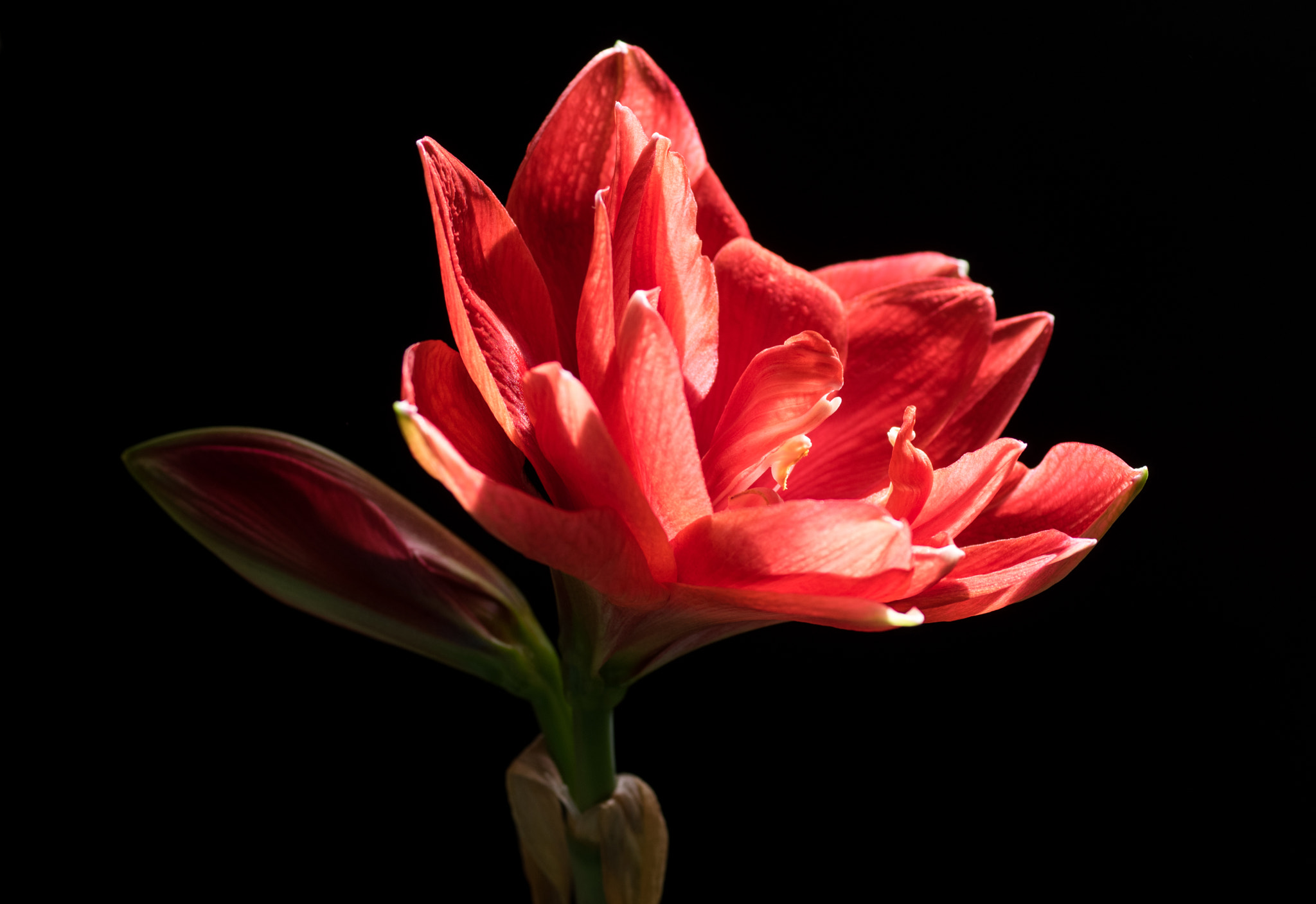 Pentax K-3 + smc PENTAX-FA Macro 50mm F2.8 sample photo. Amaryllis cherry nymph photography