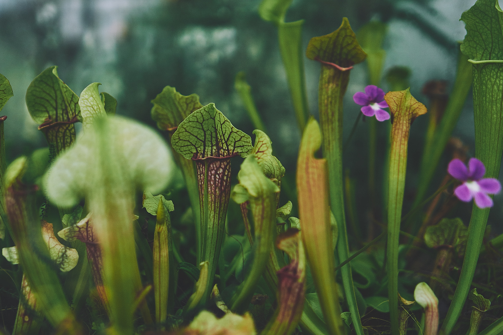 Sony E 35mm F1.8 OSS sample photo. Carnivorous plants photography