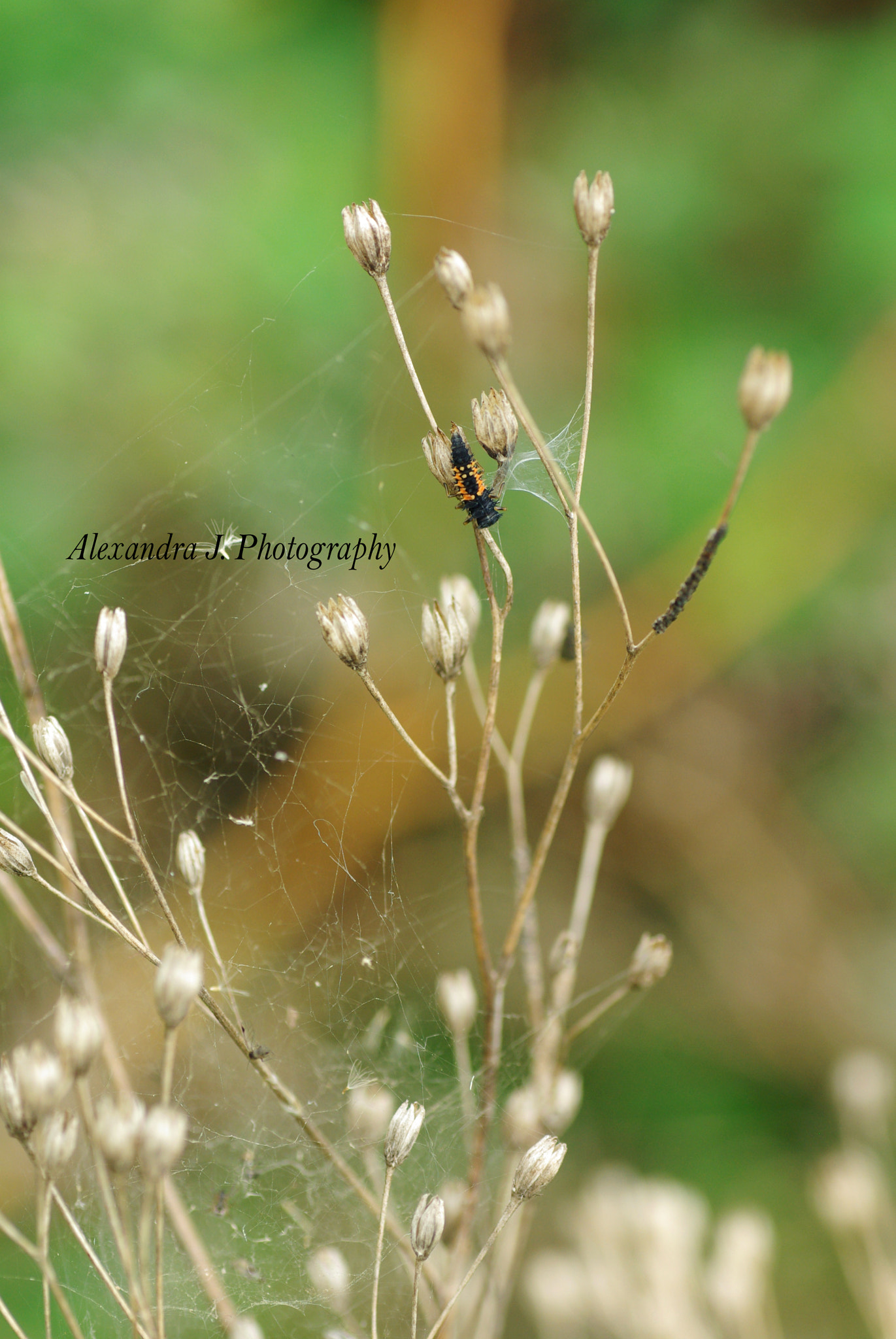 Tamron SP AF 90mm F2.8 Di Macro sample photo. The end photography