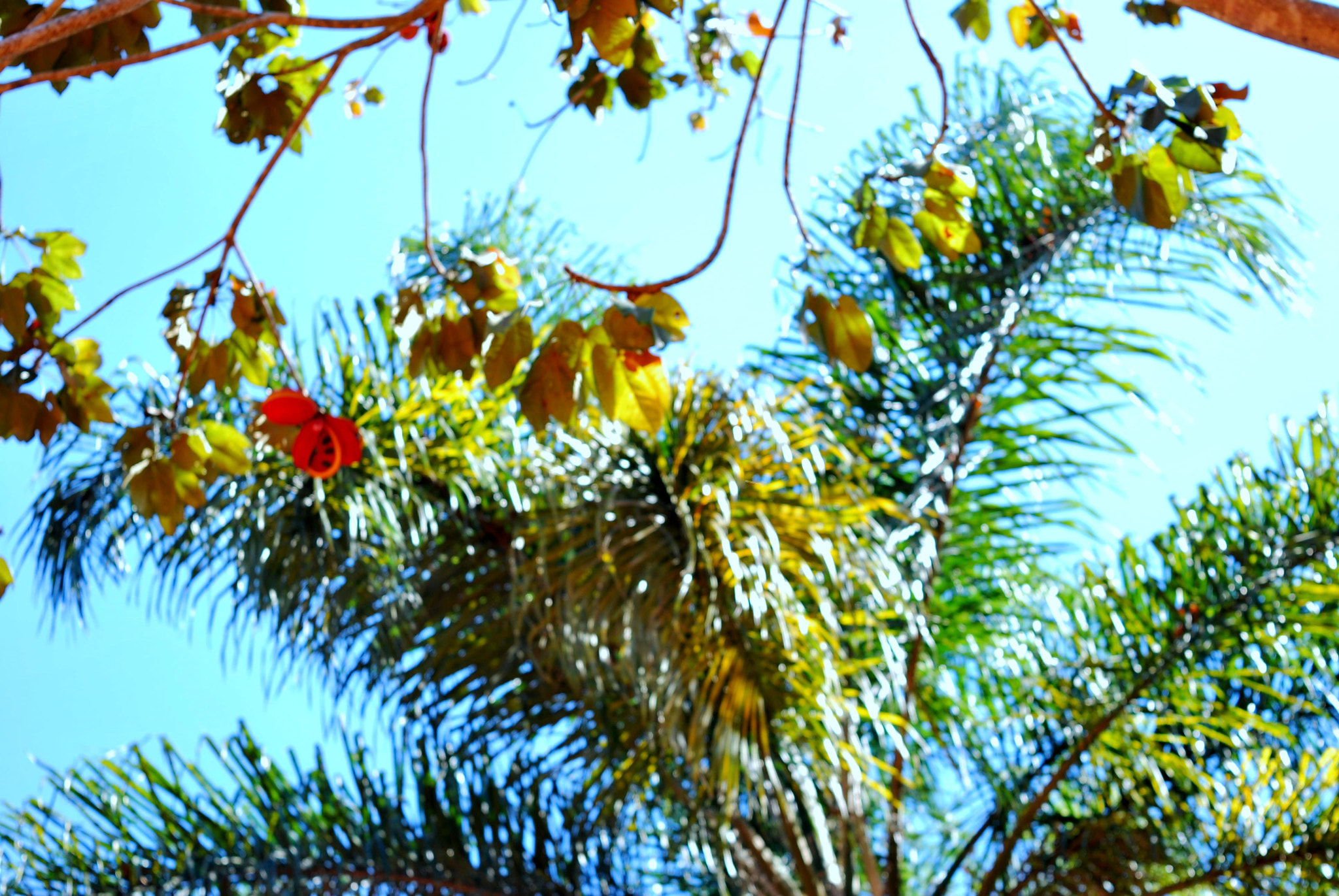 Nikon D60 sample photo. Castanha photography