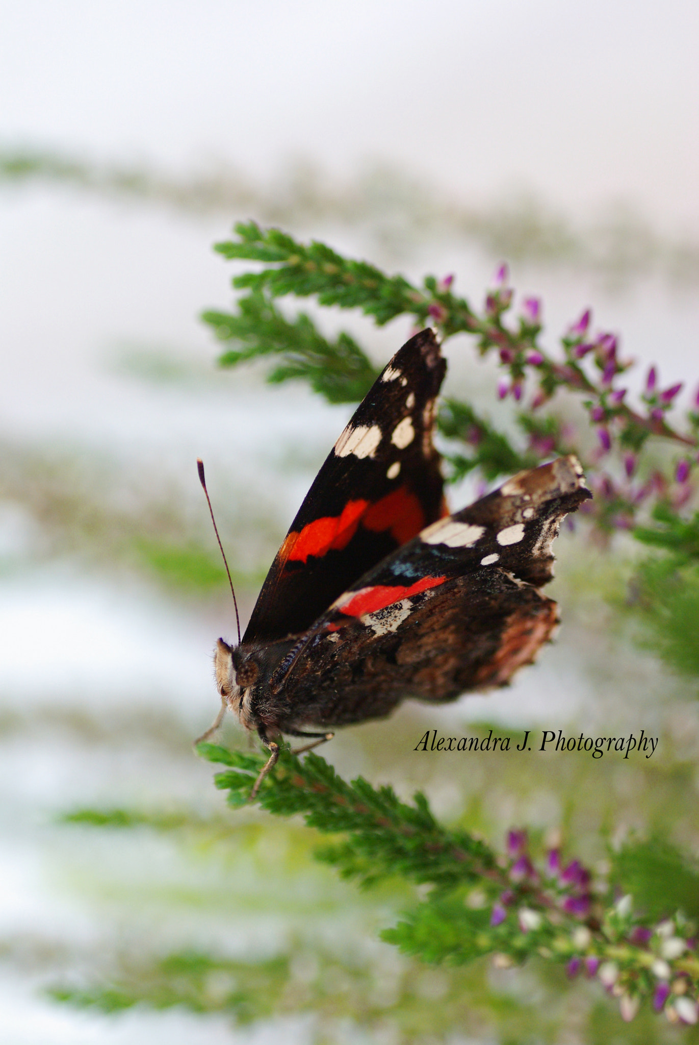 Pentax K10D sample photo. Butterfly photography