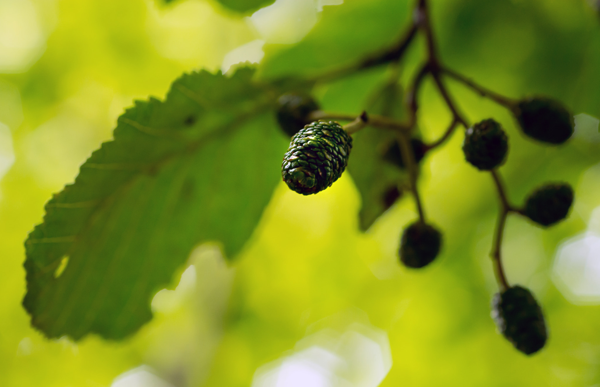 AF Micro-Nikkor 60mm f/2.8 sample photo. Fecund! photography