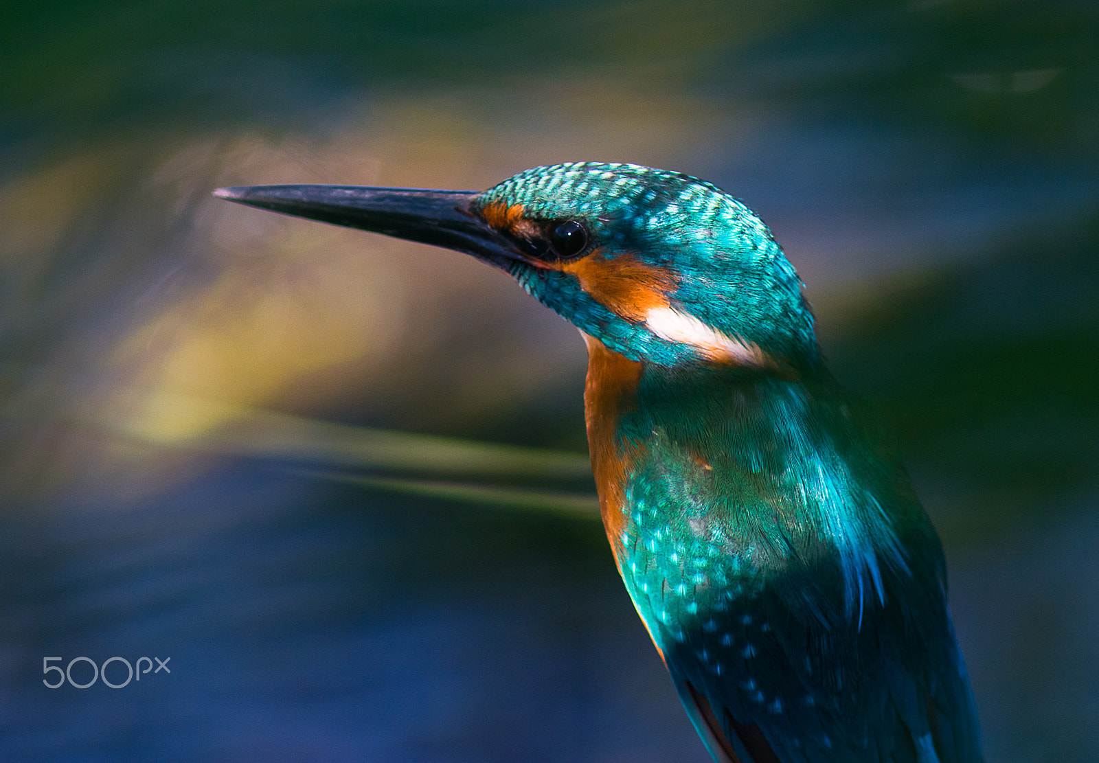 AF Nikkor 300mm f/4 IF-ED sample photo. Kingfisher photography