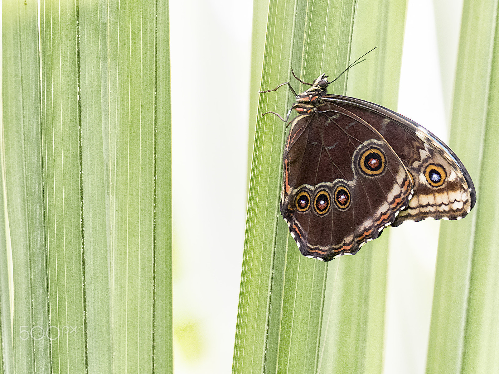 Olympus OM-D E-M5 II + M.300mm F4.0 + MC-14 sample photo. Just a insect photography