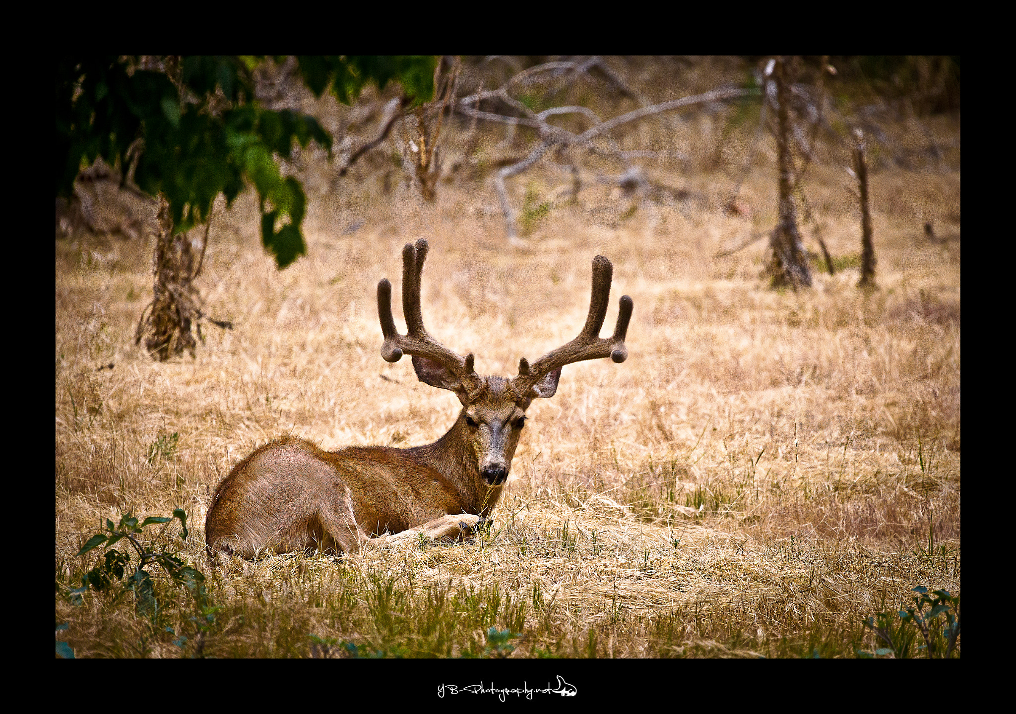 Sigma 150-600mm F5-6.3 DG OS HSM | C sample photo. Peaceful dear photography