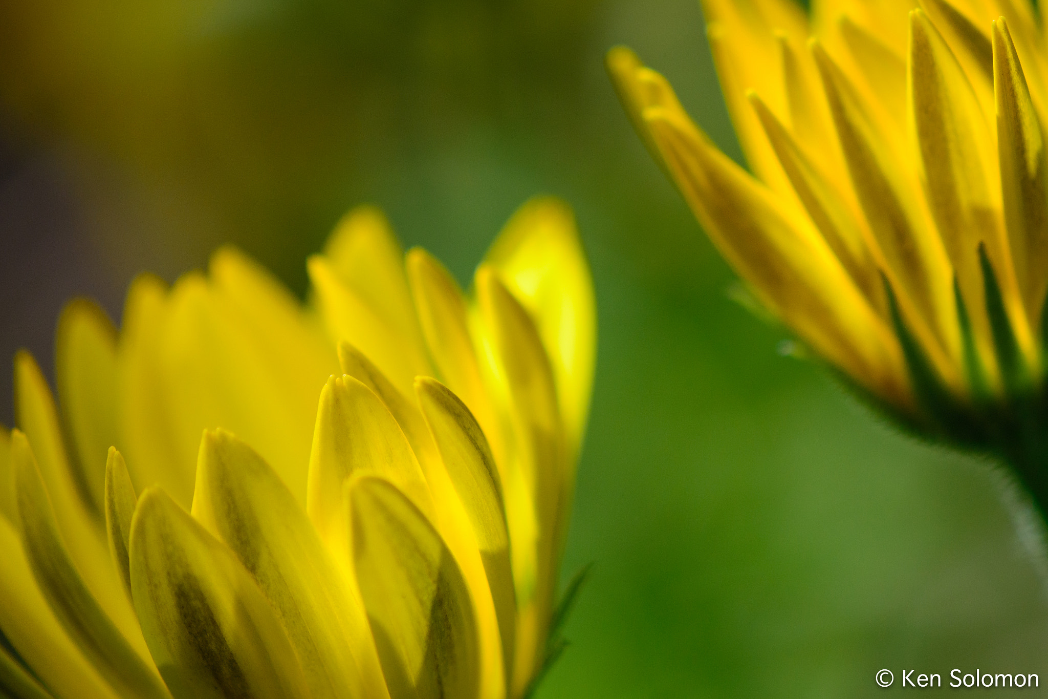 Nikon AF-S DX Micro-Nikkor 85mm F3.5G ED VR sample photo. Daisies photography