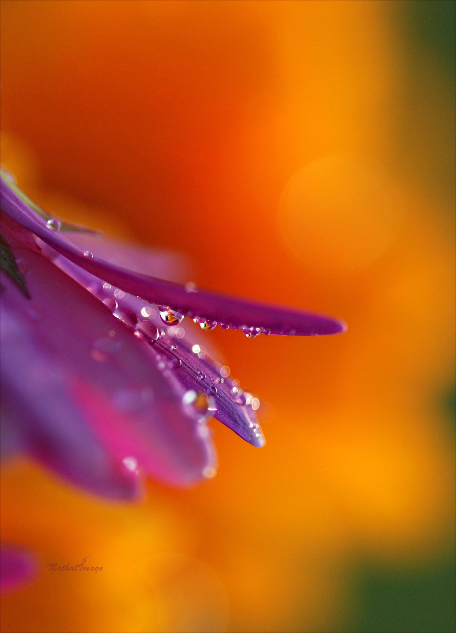 Sigma 105mm F2.8 EX DG Macro sample photo. ~ colours of summer ~ photography